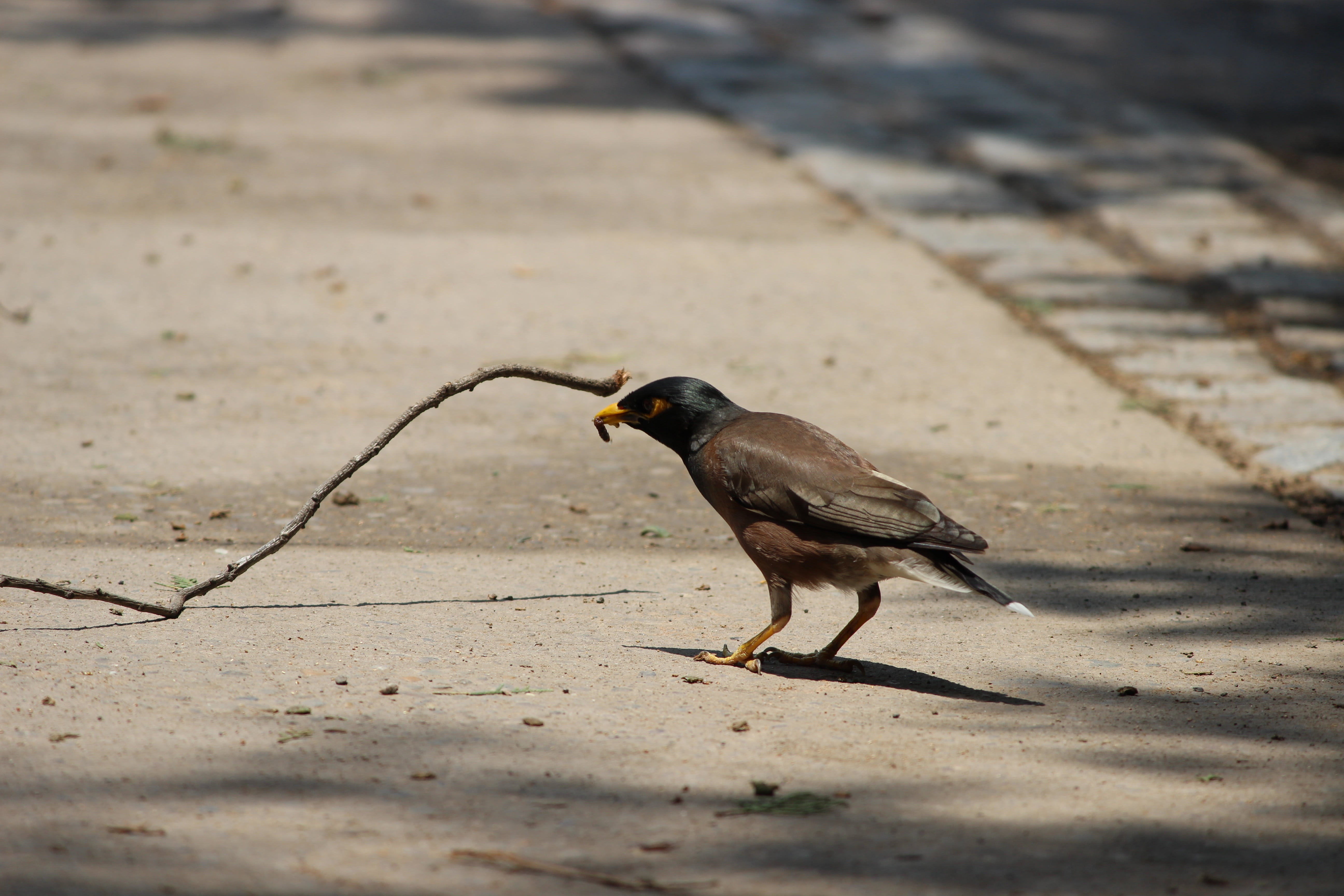 land, nature, full length, zoology, chandigarh, natural, animals in the wild, eating, animal wildlife, wildlife, vertebrate, no people, meal, shadow, selective focus, HD Wallpaper
