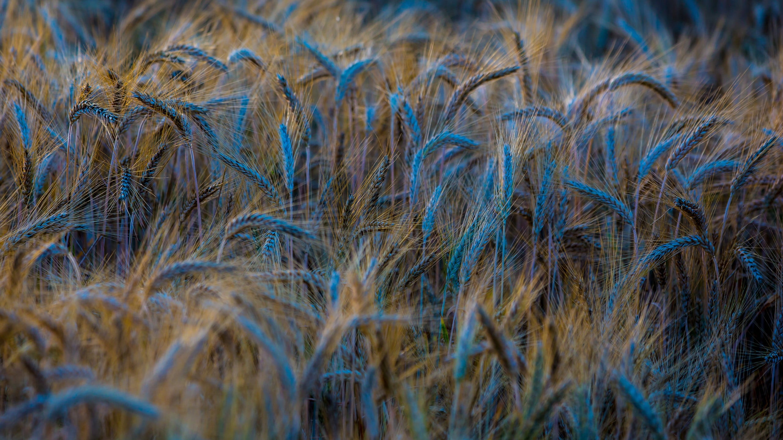 backgrounds, beauty in nature, land, landscape, close-up, tranquility, 2K, selective focus, rural scene, wind, field, grass, outdoors, crop, plant, full frame, HD Wallpaper