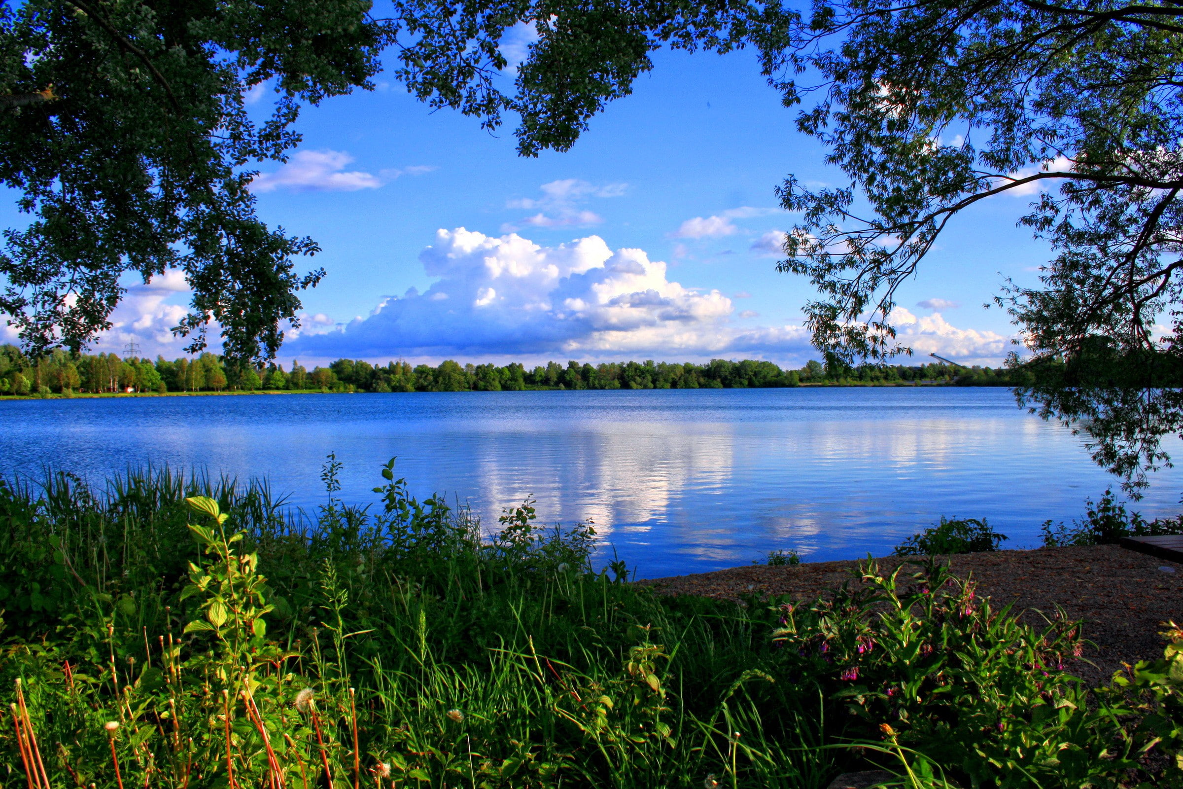 gass, Nature, trees, near, water, 1080P, green, daylight, body, clouds, river, HD Wallpaper