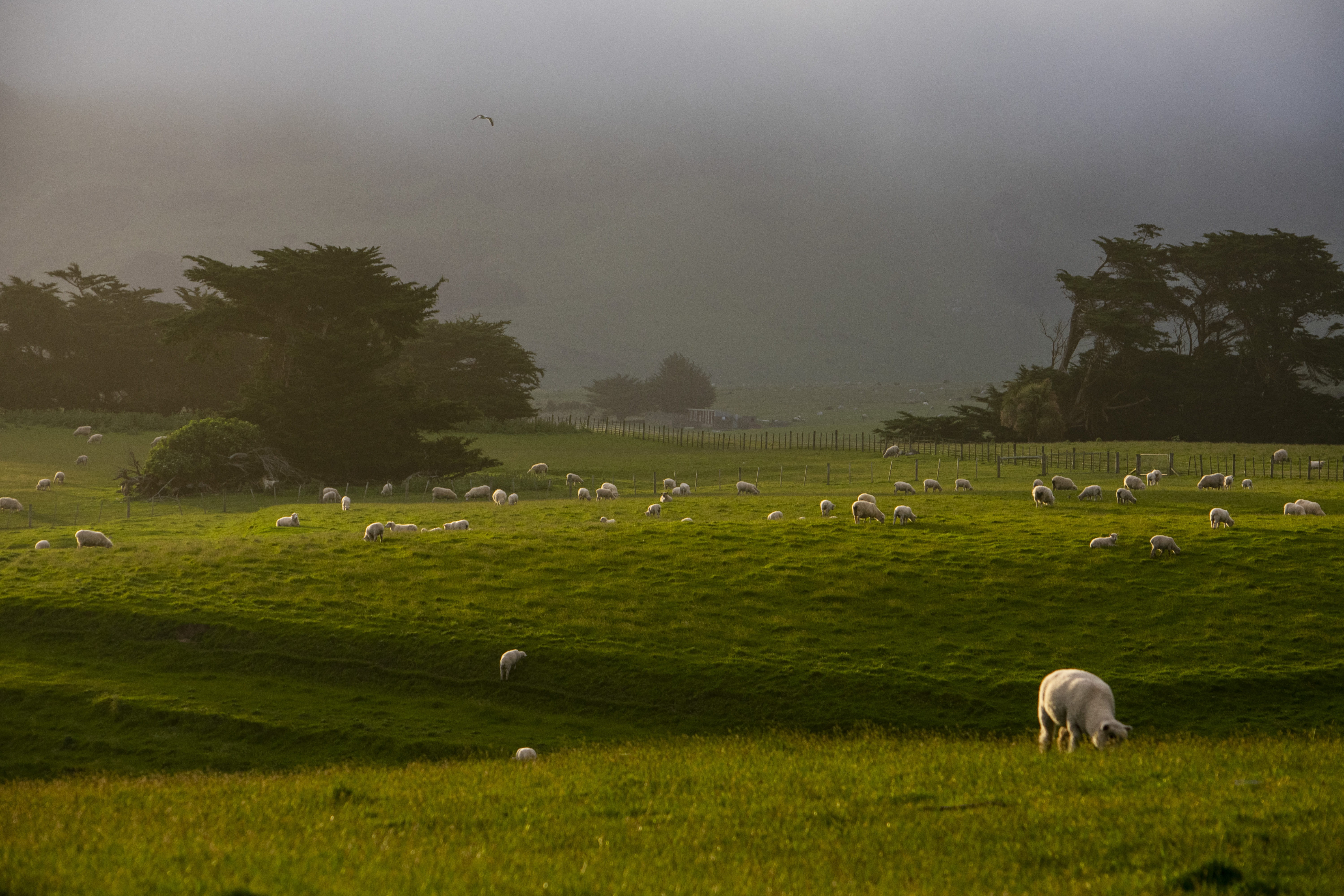 tree, large group of animals, land, grass, domestic, sheep, grazing, group of animals, mammal, green color, field, pets, animal themes, gass, animal, livestock, HD Wallpaper