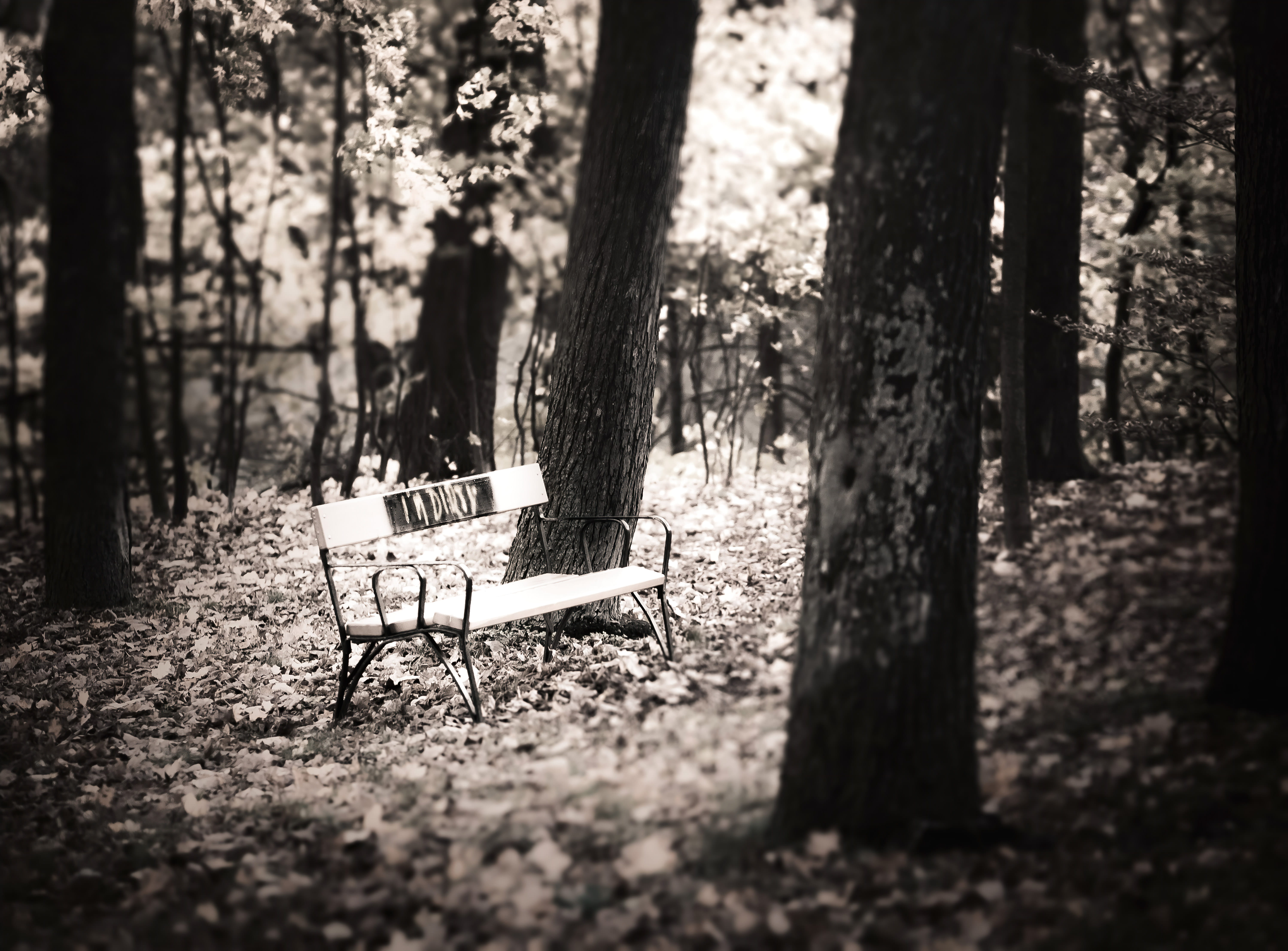 sunlight, nature, land, seat, tranquility, tranquil scene, austria, bench, tree, empty, day, trunk, 5K, outdoors, woodland, park, franz-glaser-gasse 22, HD Wallpaper