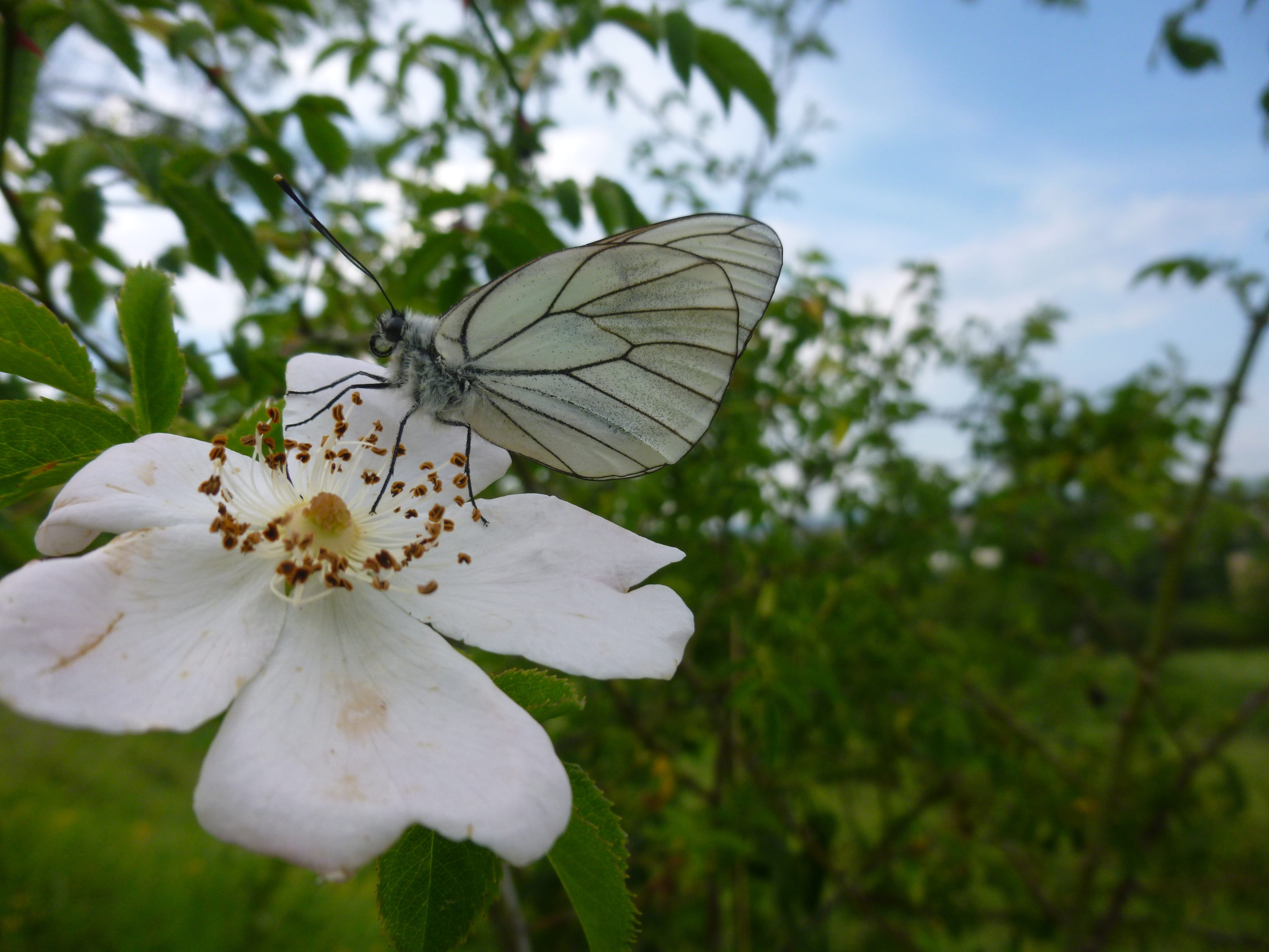 plant, outdoors, beauty in nature, butterfly - insect, day, no people, flower head, focus on foreground, white, petal, gassed, animal wing, butterfly, insect, HD Wallpaper