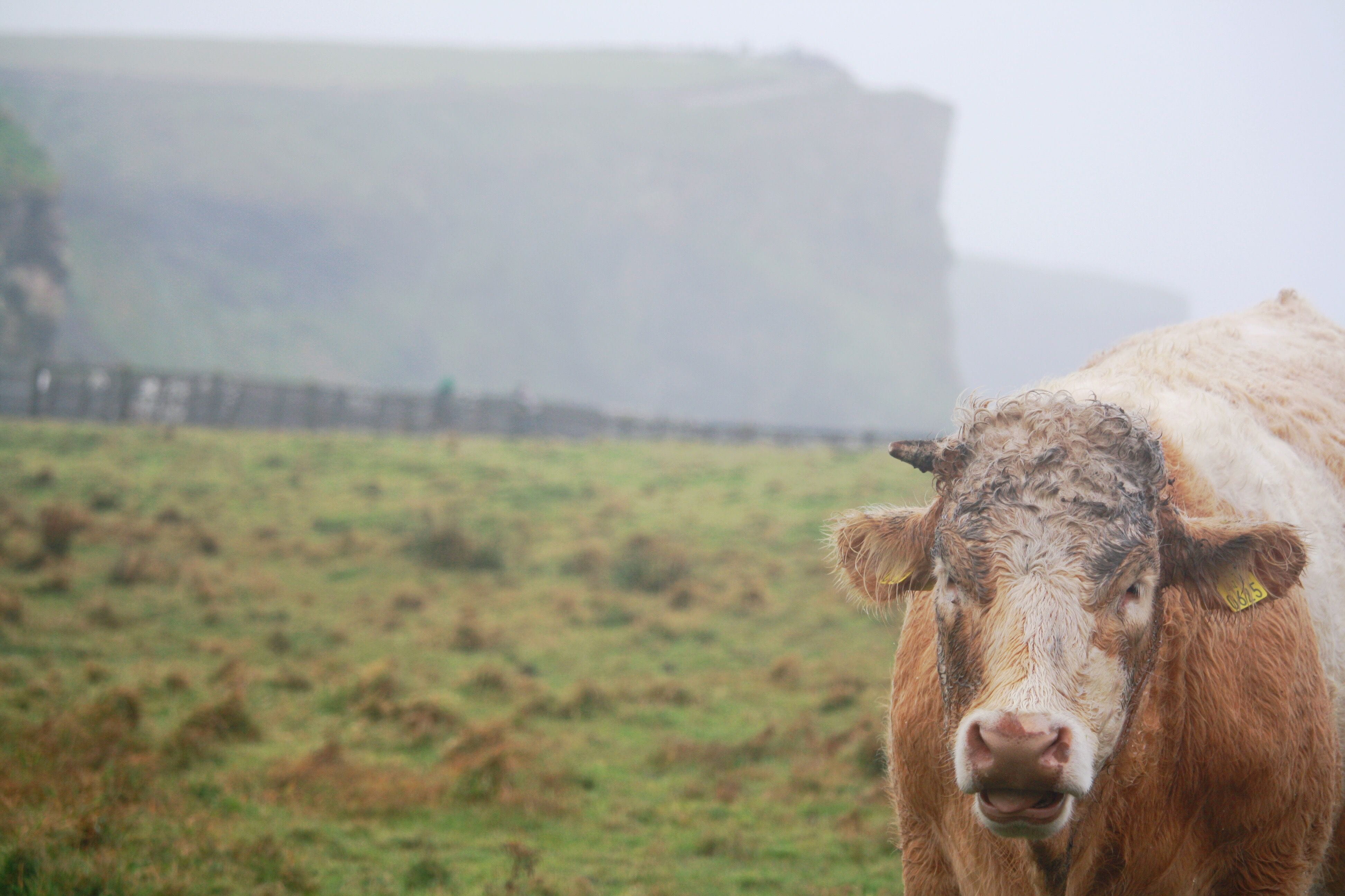 cattle, nature, focus on foreground, animal head, brown, mammal, one animal, grassland, ireland, green, land, grass, animal, calf, bull, no people, day, HD Wallpaper