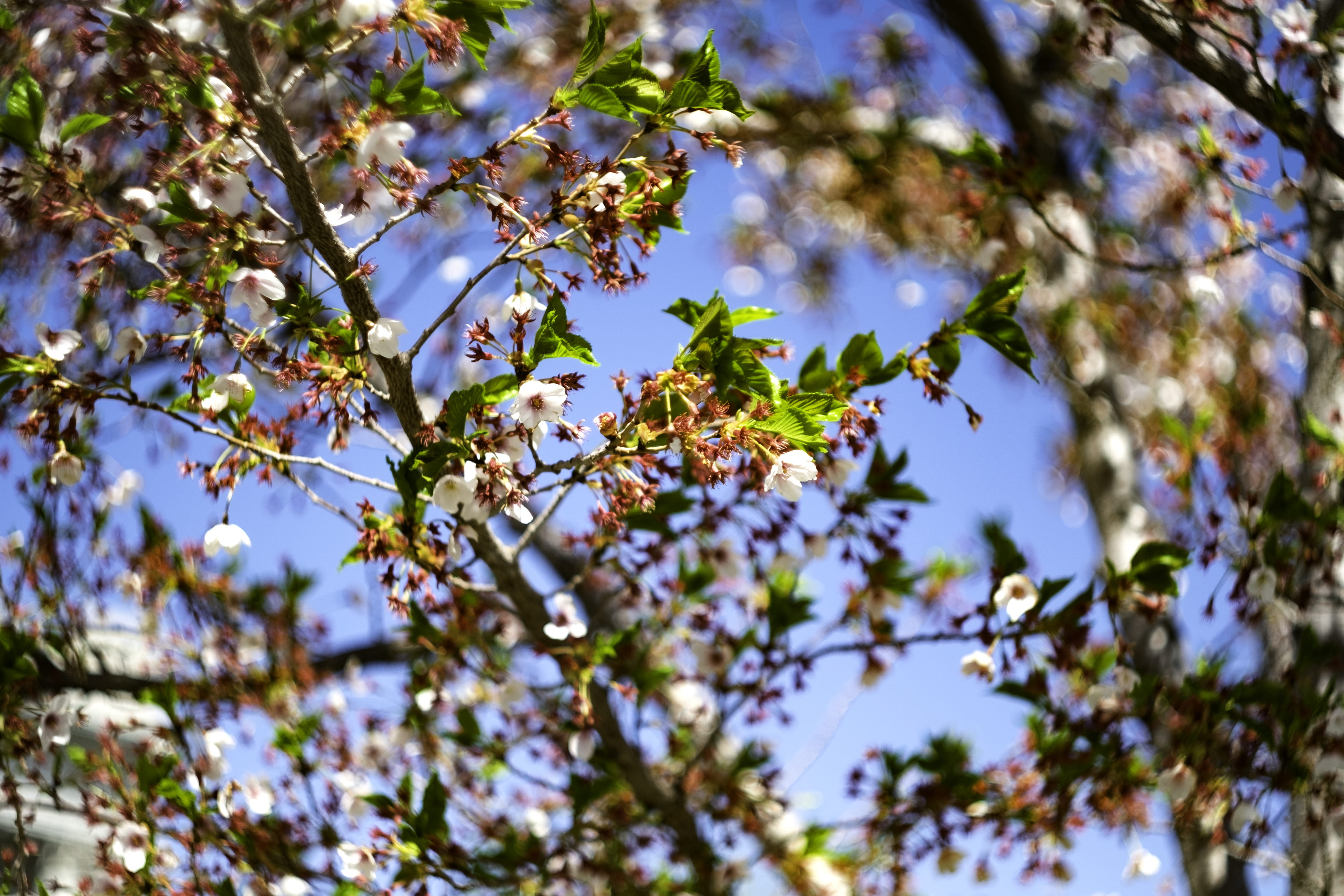 invertebrate, blossom, utah state capitol, one animal, 4K, animal themes, salt lake city, fragility, springtime, flower, united states, swirly bokeh, tree, HD Wallpaper