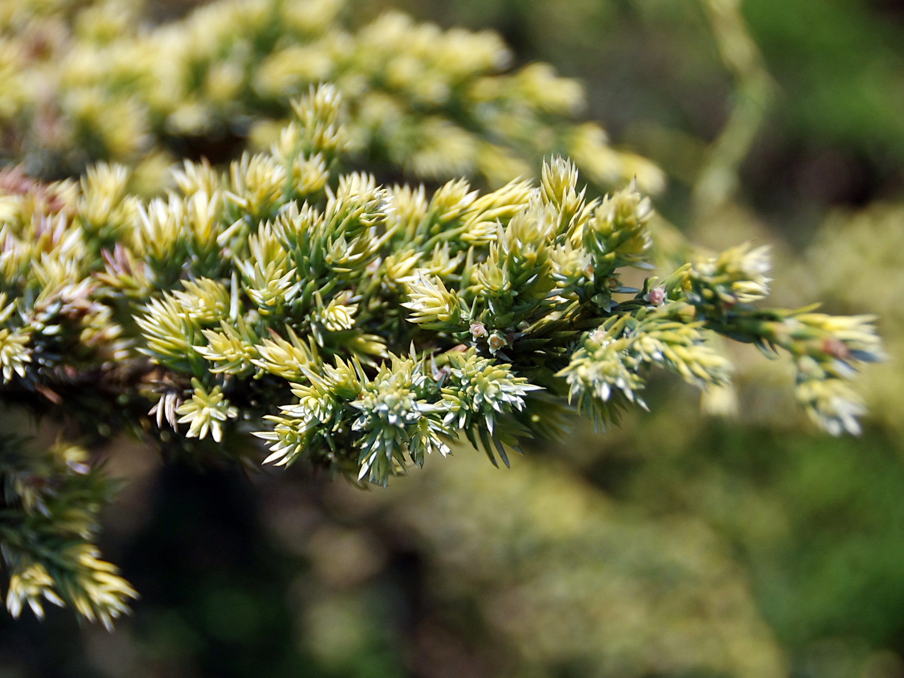 cupressaceae, beauty in nature, branch, close-up, fragility, cupressus, outdoors, sunlight, juniper, tranquility, coniferous tree, focus on foreground, HD Wallpaper