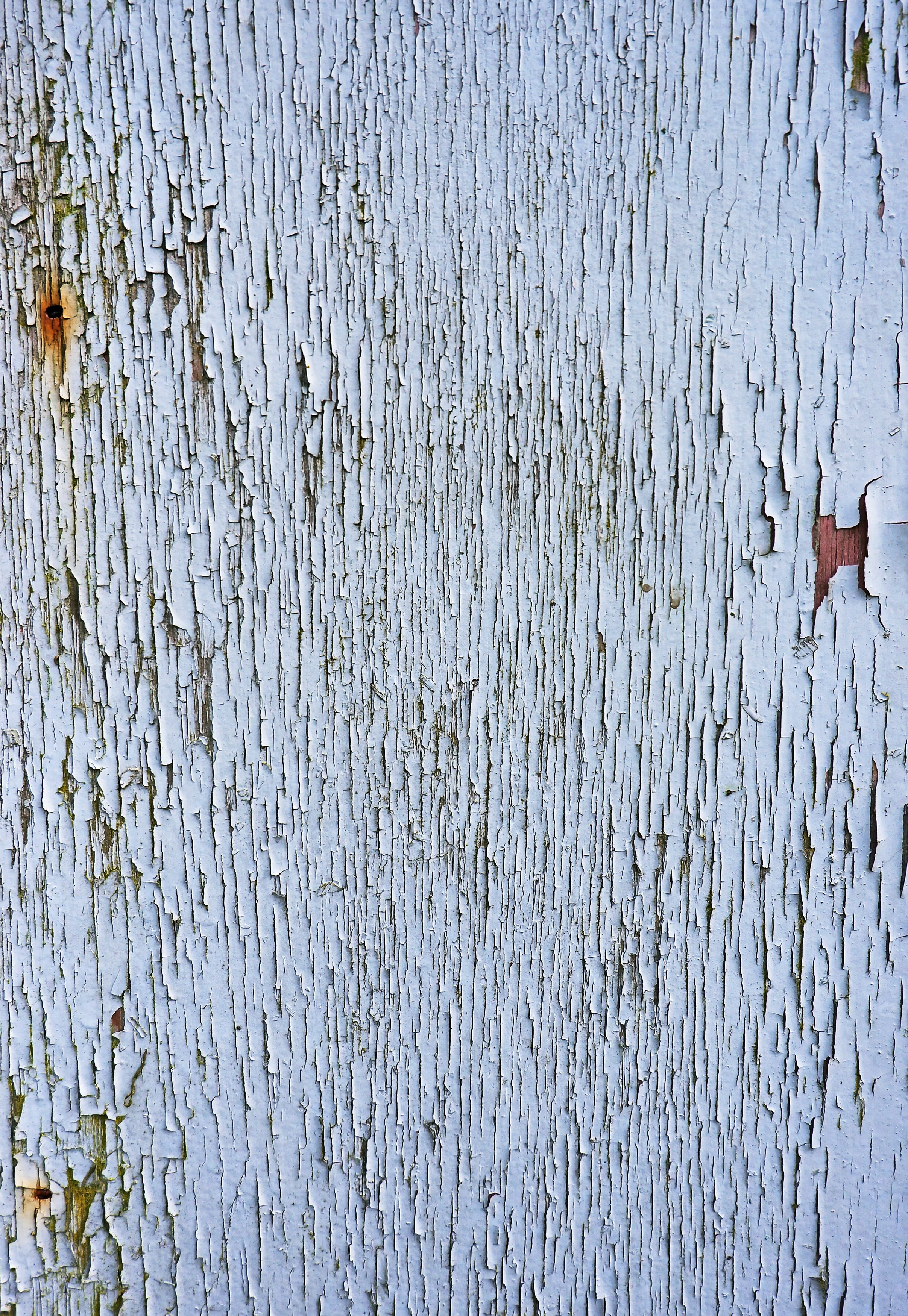 deterioration, 2K, full frame, close-up, grass, wall - building feature, weathered, wood, animal, paper, day, insect, textured, pattern, nature, no people, Phone HD Wallpaper