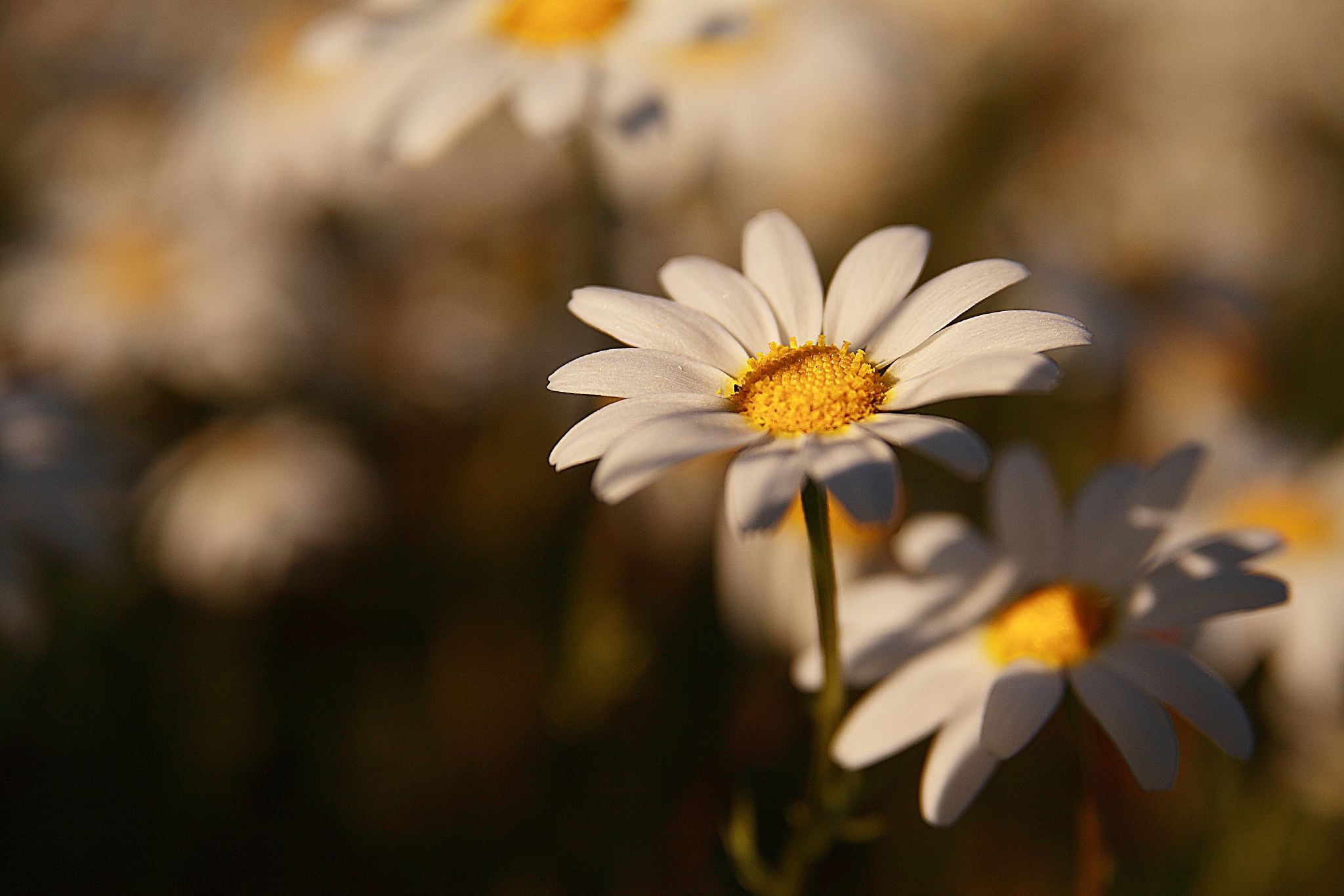 nature, freshness, Bokeh, outdoors, daisy, bed, springtime, plant, petal, summer, Fantastic, meadow, explore, 1080P, close-up, yellow, flowers, HBW, white, HD Wallpaper