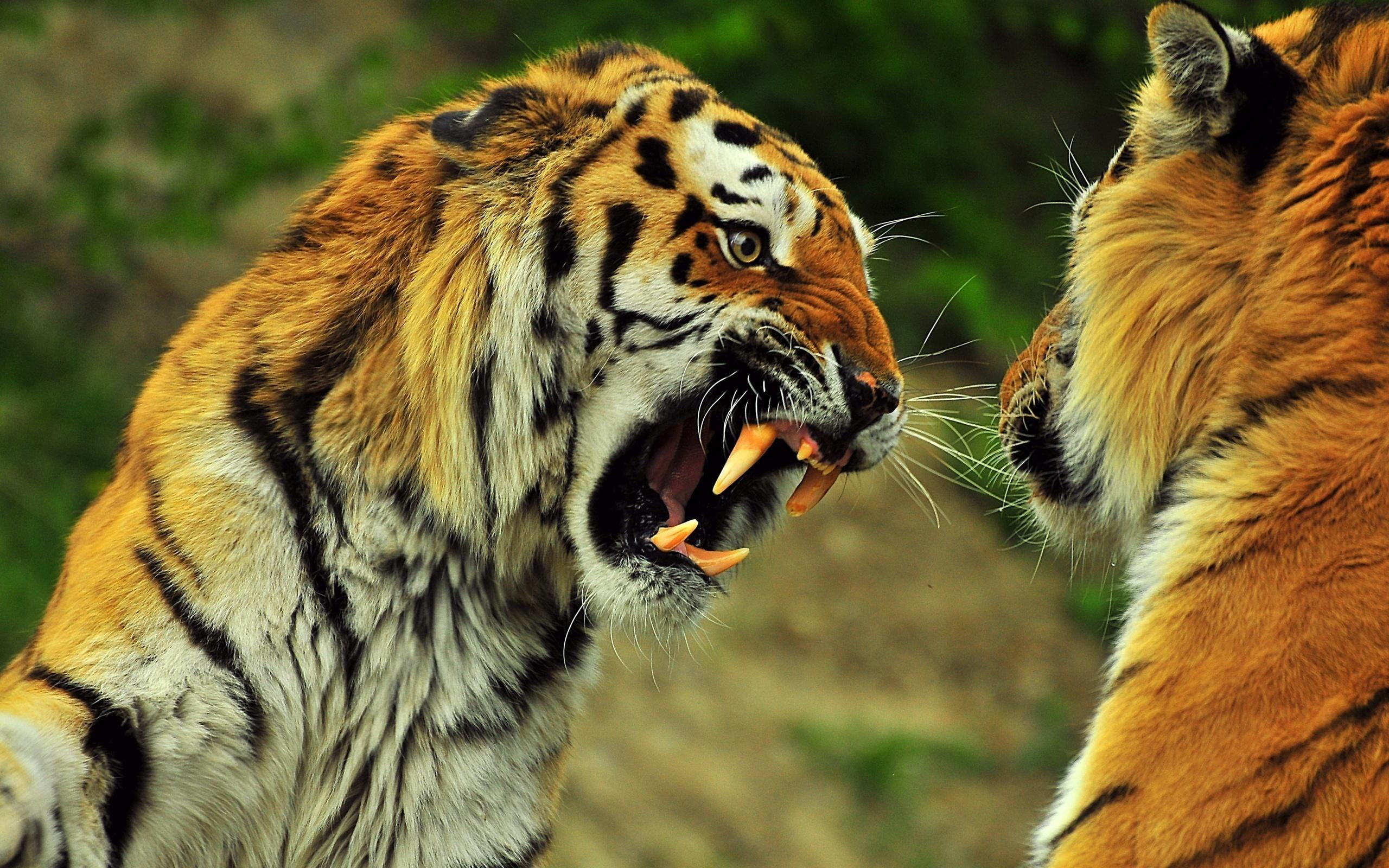 animals, mood, tigers, 2K, wild, cats, now, HD Wallpaper