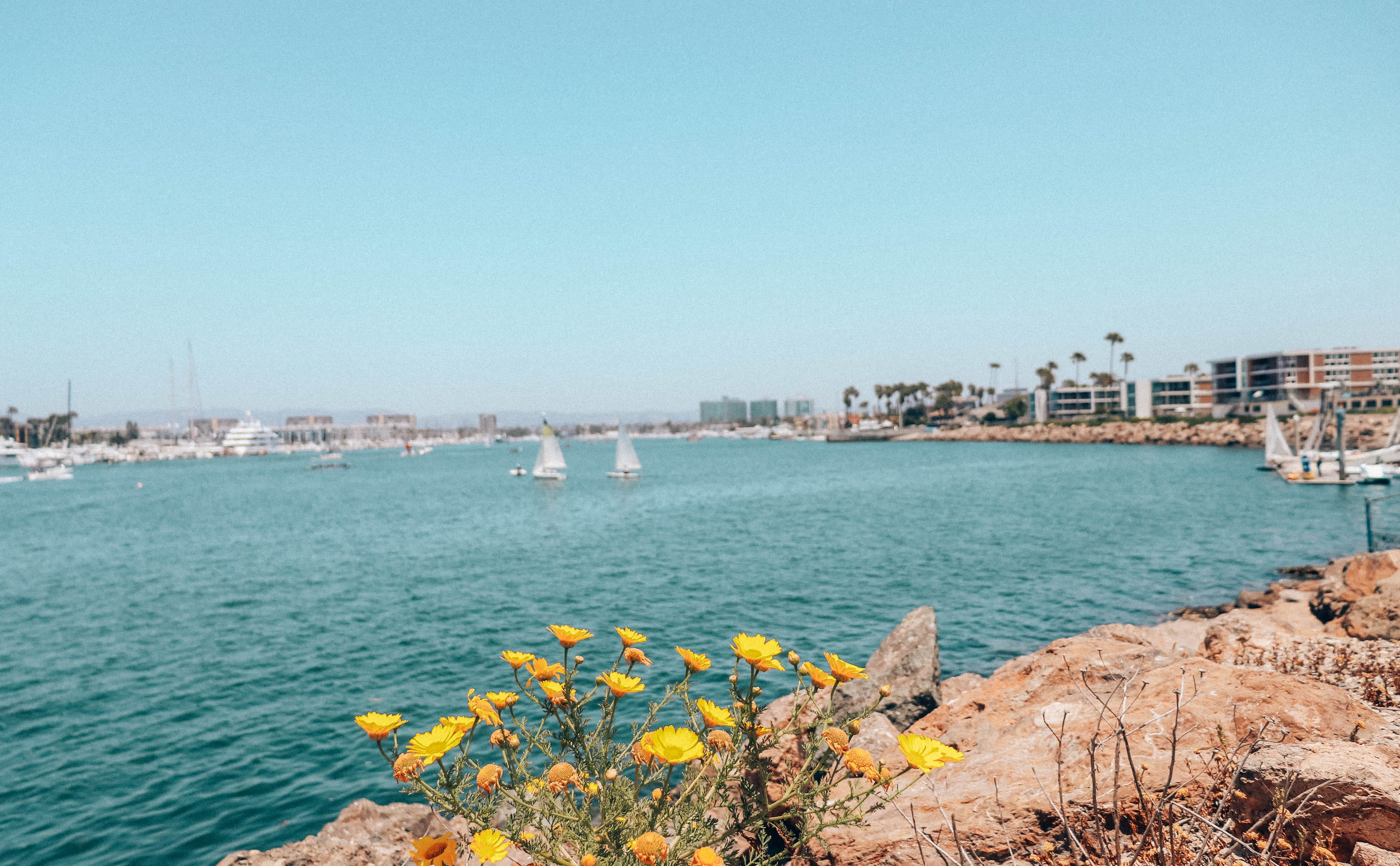 marina del rey, nature, copy space, cityscape, explore, plant, outdoors, portrait, flower, hd background, united states, skyscraper, architecture, california, HD Wallpaper