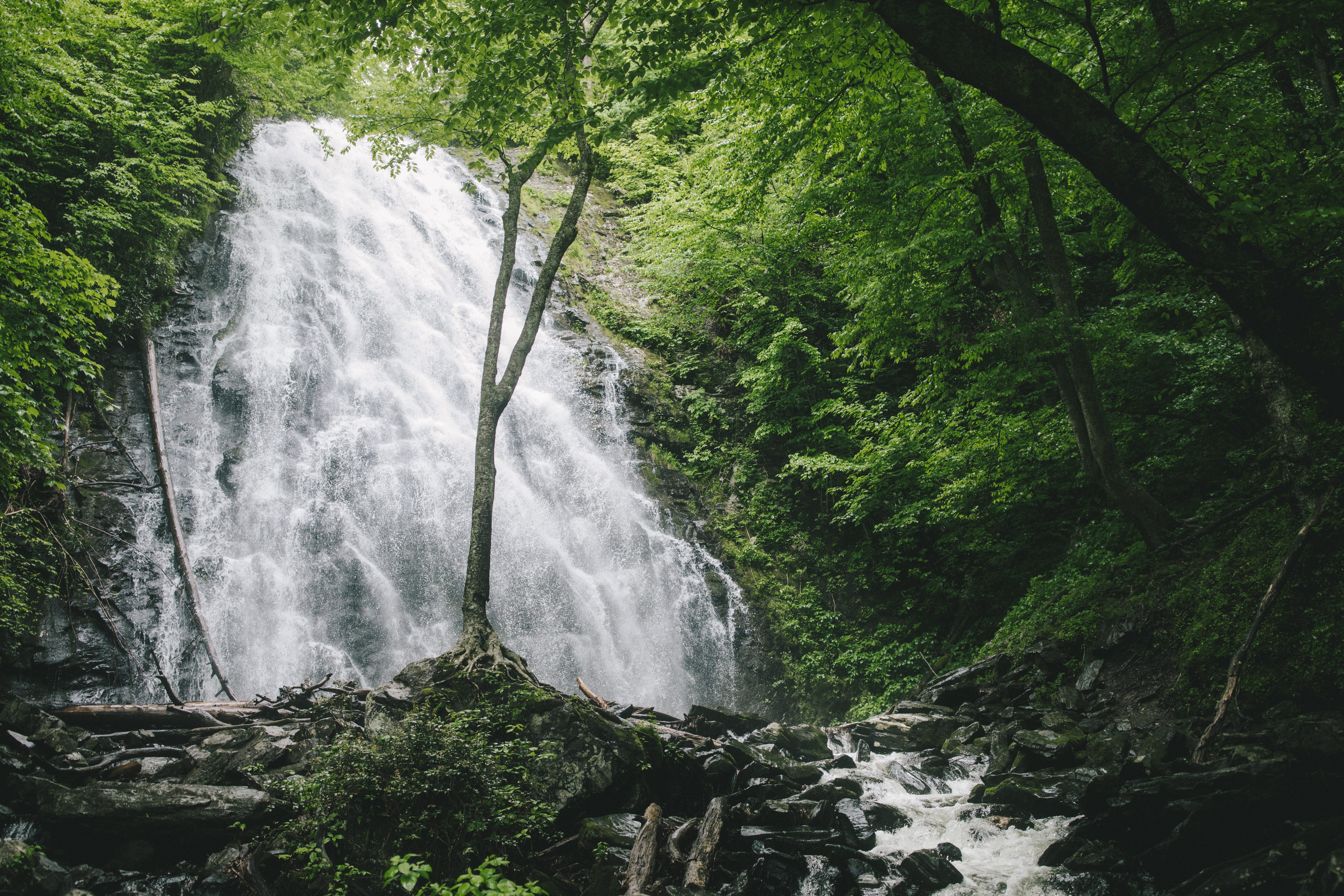 rainforest, no people, trees, power in nature, land, water fall, adventure, falling water, rock - object, spring, nature, rock, united states, HD Wallpaper