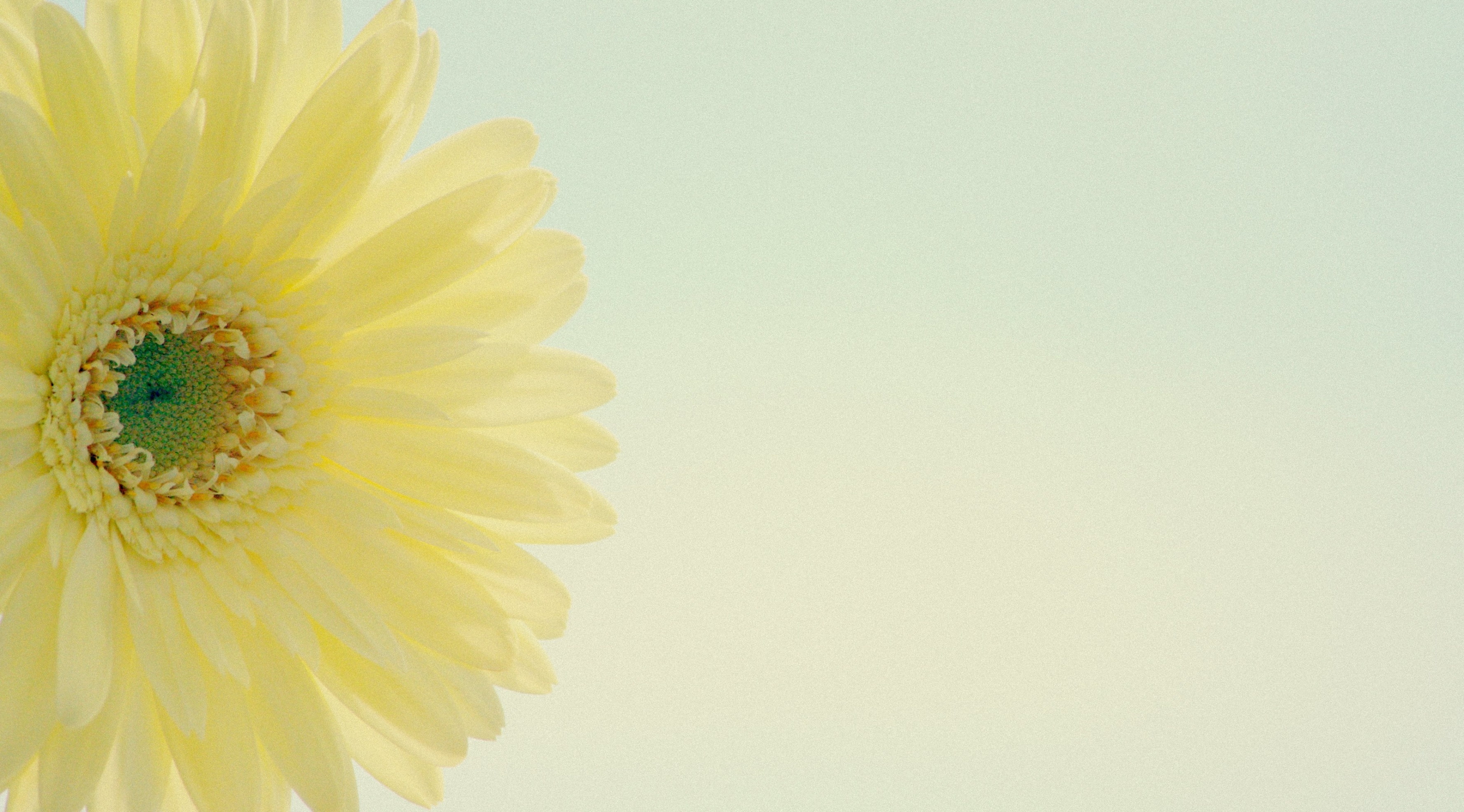 2K, Beautiful, freshness, nature, Aero, no people, Daisy, Japan, white color, lowcontrast, Yellow, inflorescence, vulnerability, plant, beauty in nature, HD Wallpaper
