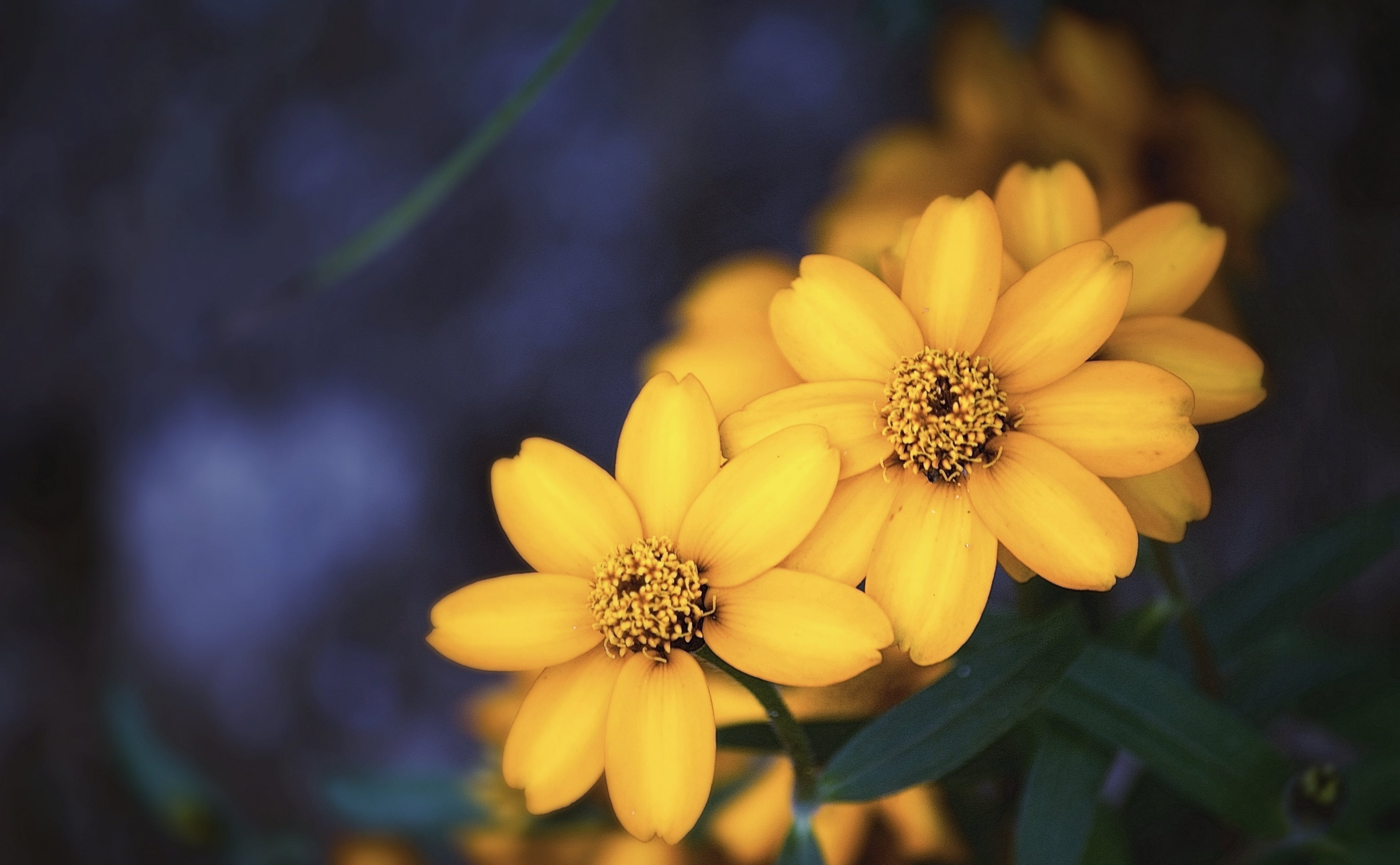 day, no people, 4K, Nature, freshness, himi, beautiful, inflorescence, Japan, flower head, flowering plant, toyama, outdoors, focus on foreground, Dark, HD Wallpaper