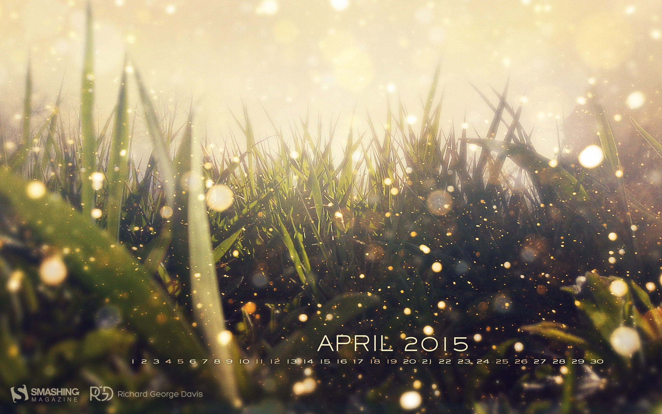 selective focus, outdoors, growth, day, april, hidden, dew, green color, wet, plant, rainy season, garden, magic, water, field, drop, calendar, no people, HD Wallpaper