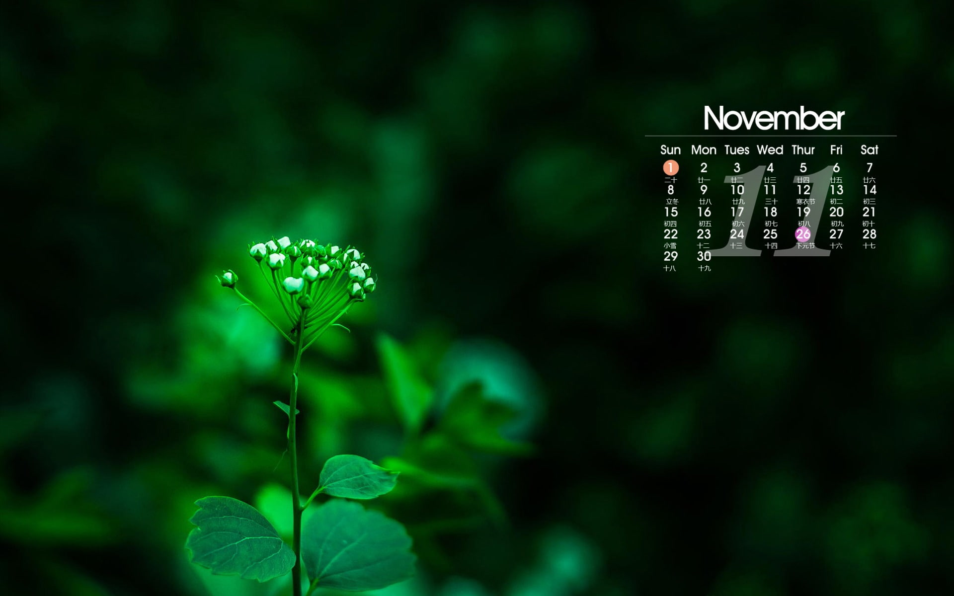 november, freshness, plant part, selective focus, plant, desktop, vulnerability, growth, close-up, calendar, leaf, land, focus on foreground, beauty in nature, HD Wallpaper