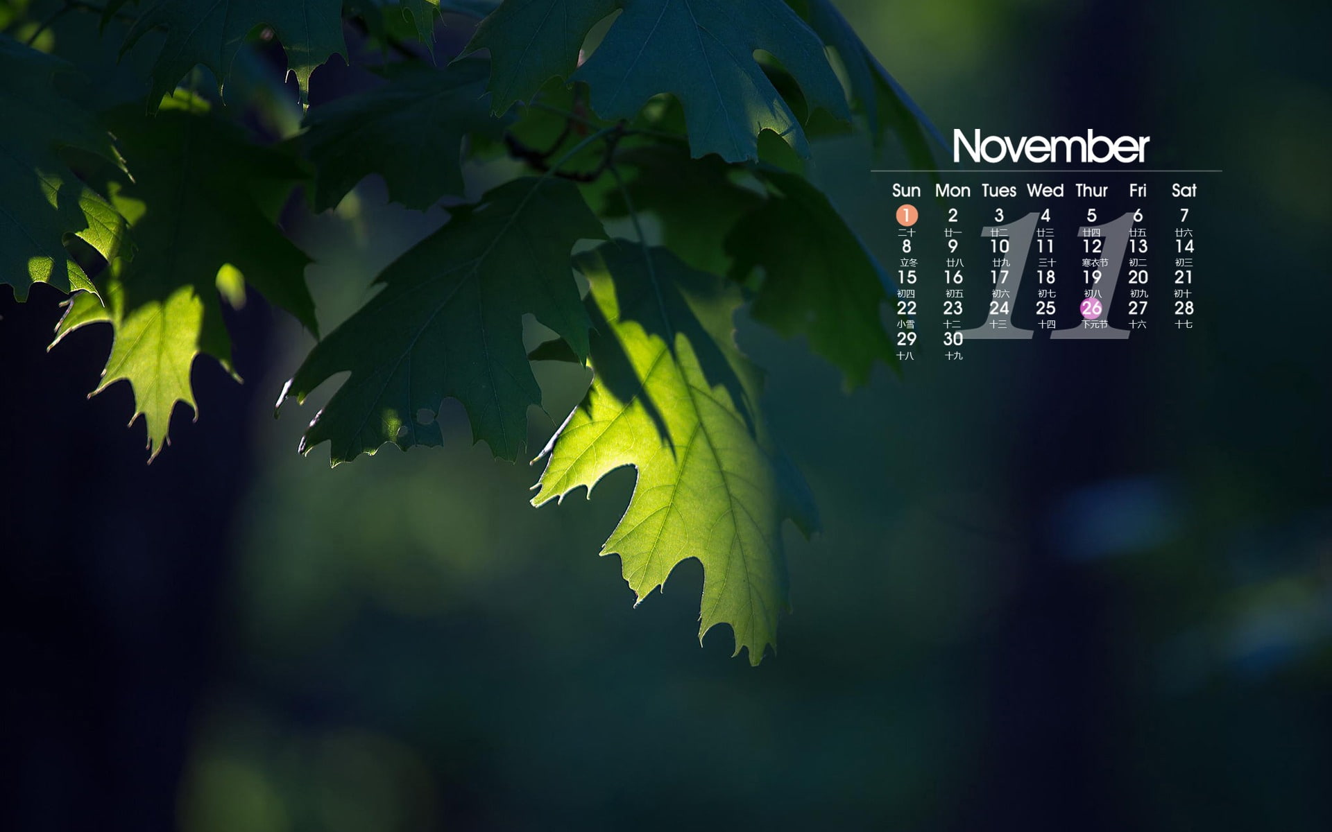 1080P, sunlight, western script, number, focus on foreground, beauty in nature, green color, leaf, communication, selective focus, plant part, tree, calendar, HD Wallpaper
