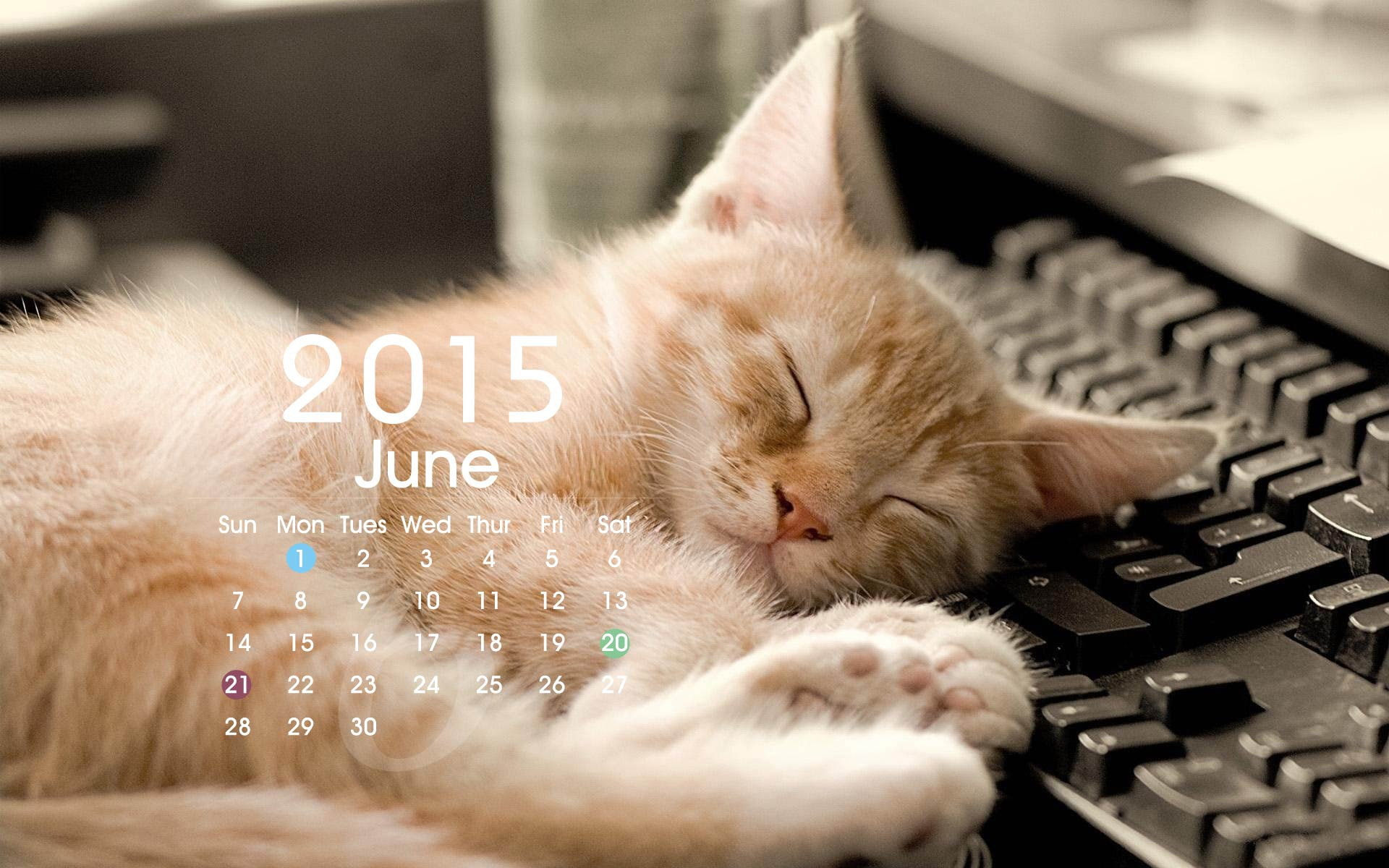 indoors, technology, keyboard, computer, themes, eyes closed, domestic cat, mammal, feline, june, domestic, domestic animals, close-up, animal, HD Wallpaper