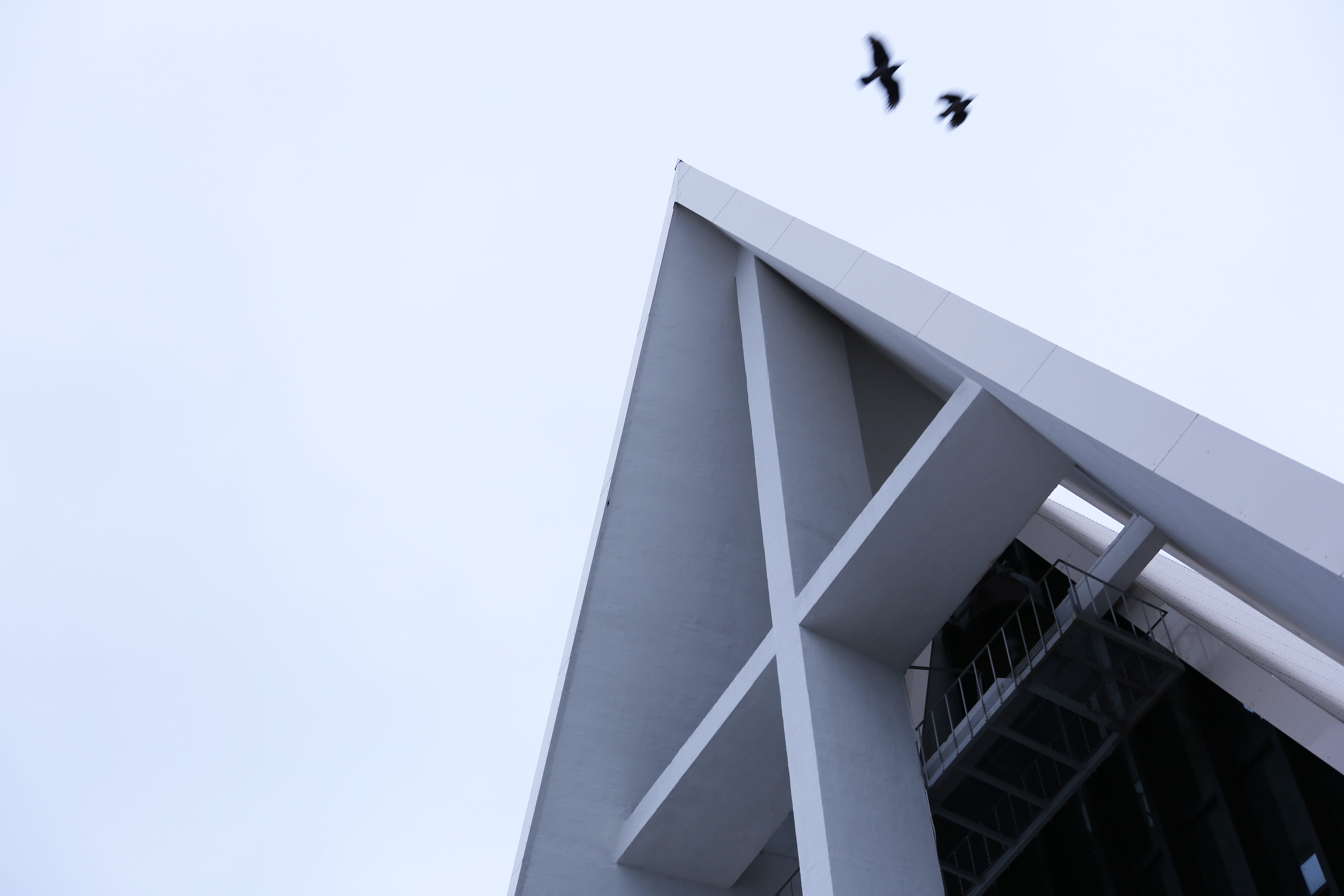 roof, animal, window, connection, banister, vulture, architecture, cathedral, triangle, building, vertebrate, railing, norway, tromsø, bird, animal wildlife, HD Wallpaper