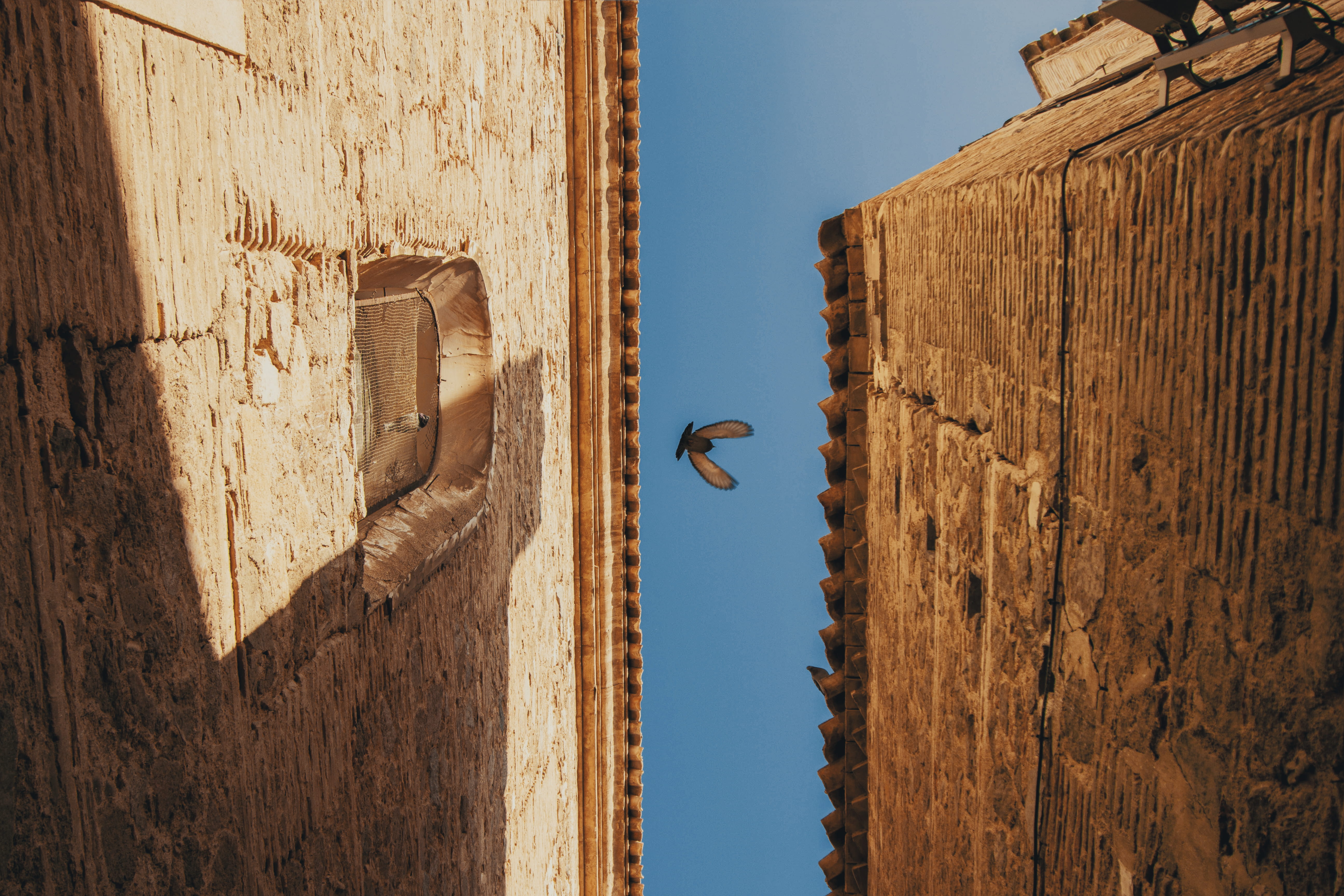 animal themes, wall, building exterior, eagle, concrete, blue, facade, pigeon, architecture, fly, old, sunny, air, daytime, stone, photography, clear, day, HD Wallpaper