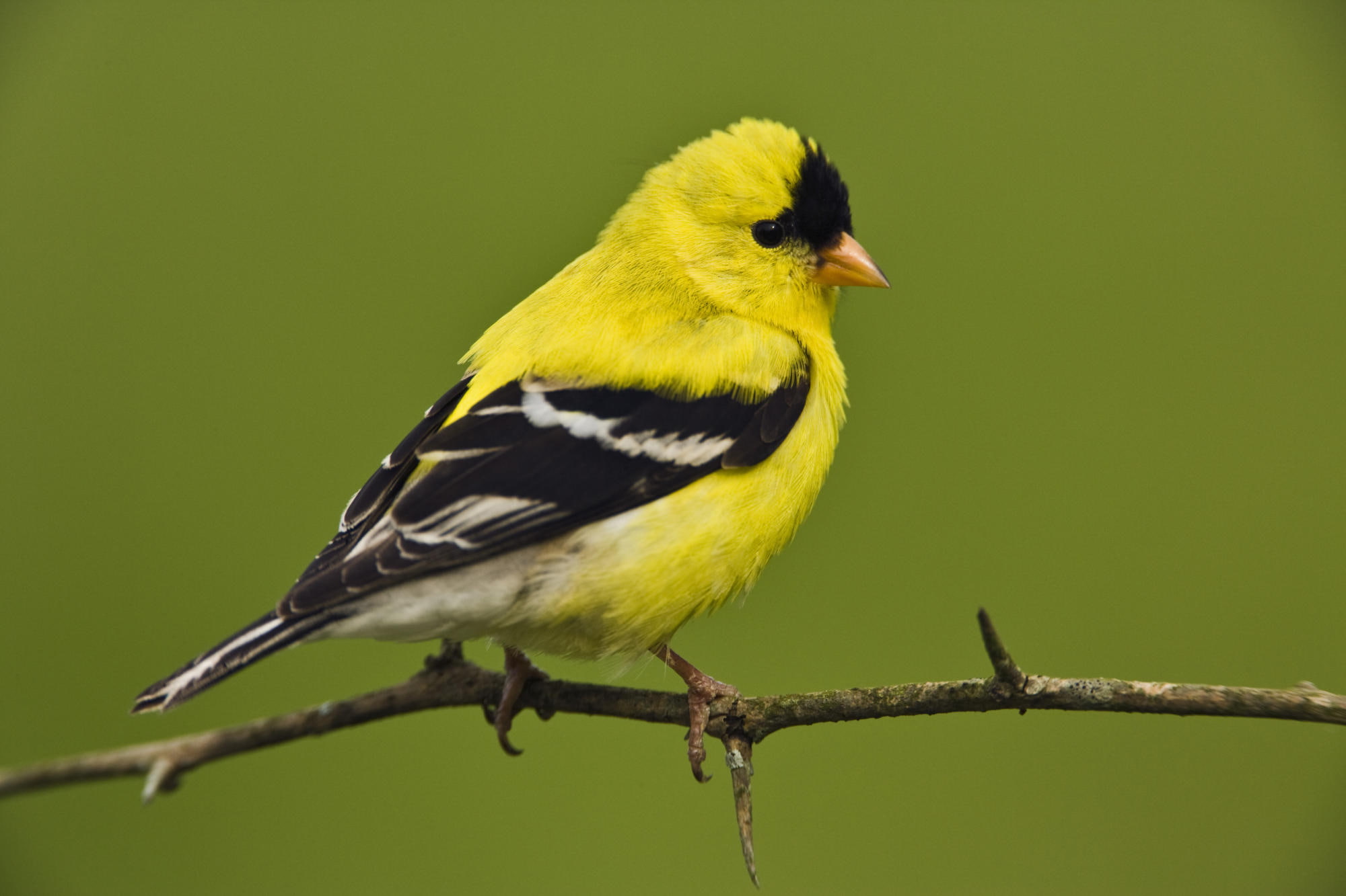 bird, 1080P, american, black, animals, goldfinch, yellow, HD Wallpaper