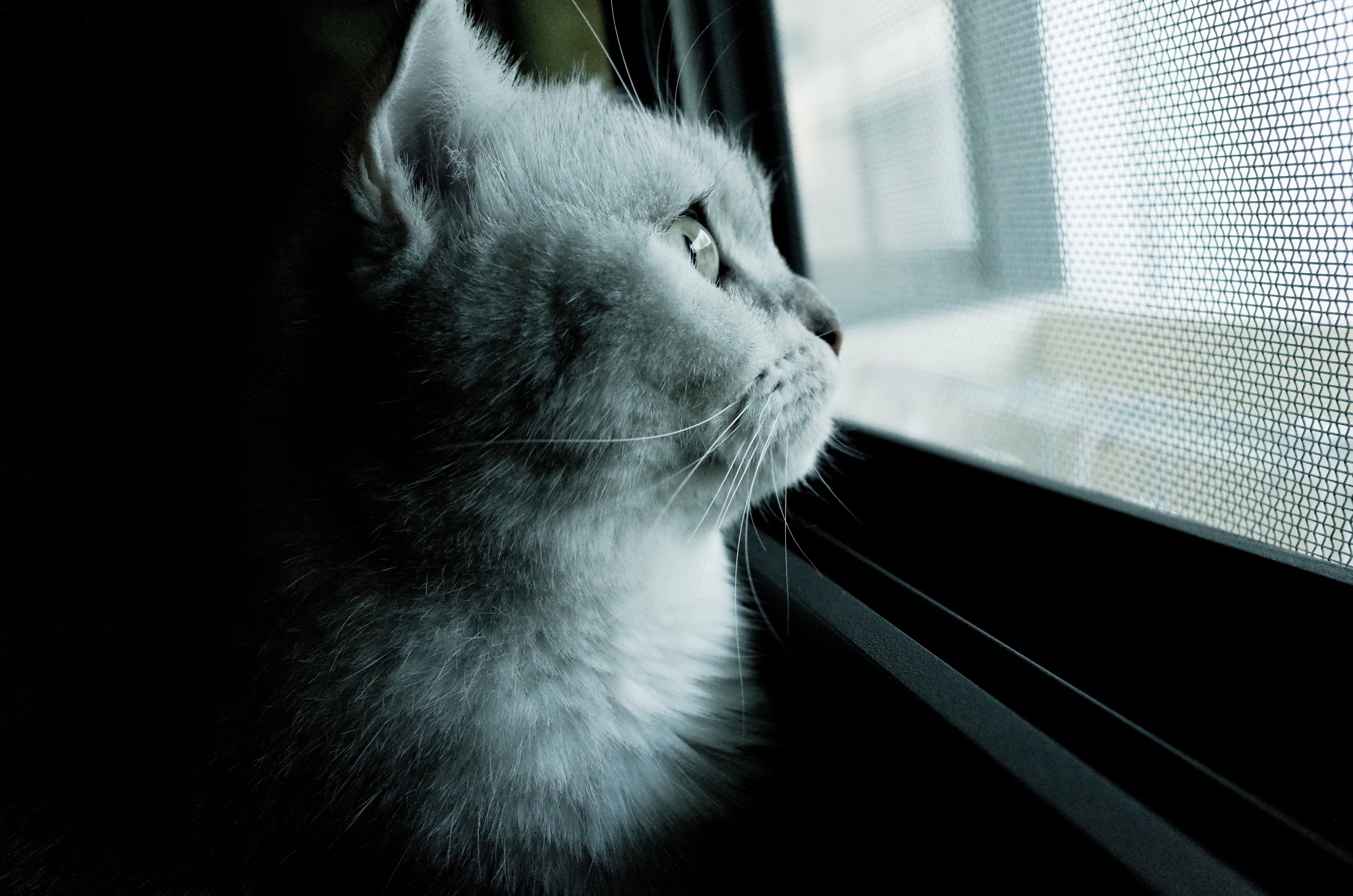 animal body part, vertebrate, looking, domestic animals, mammal, feline, window, indoors, cat mia, close-up, animal, 4K, animal themes, lateral face, cat, HD Wallpaper