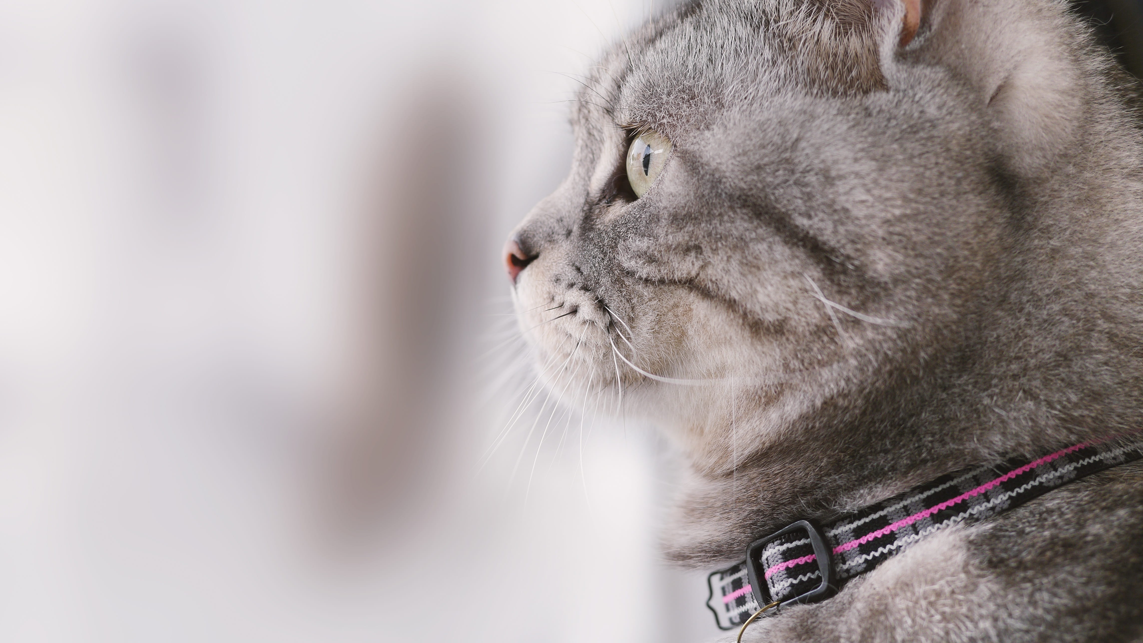 gel reviews, lateral face, indoors, close-up, 4K, vertebrate, domestic, tabby, pets, animal head, focus on foreground, profile view, domestic animals, HD Wallpaper