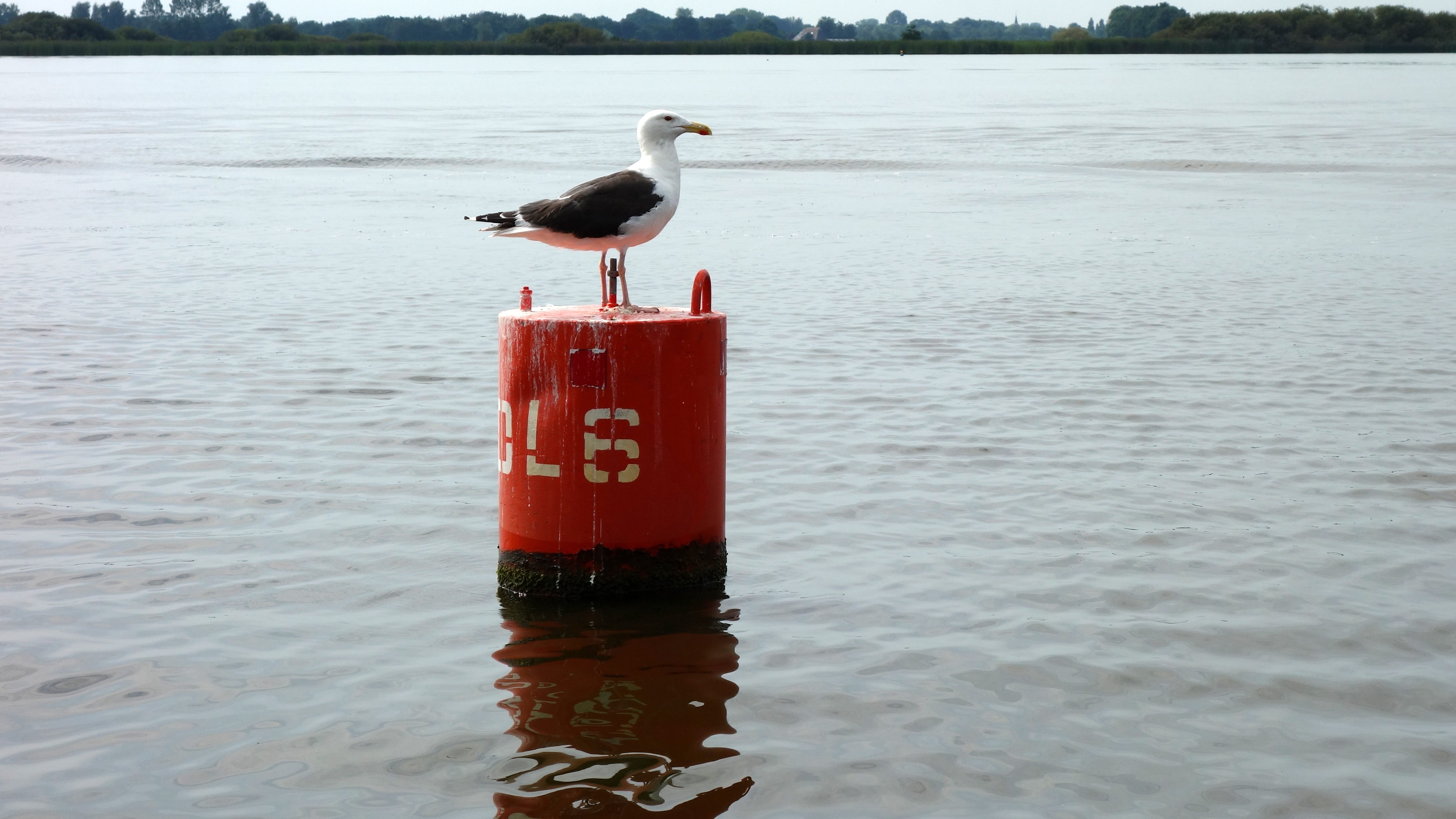 outdoors, animal, perching, no people, sea, 4K, bird, scheepvaartmarkering, watermarkering, floating on water, one animal, buoy, vertebrate, waterfront, HD Wallpaper