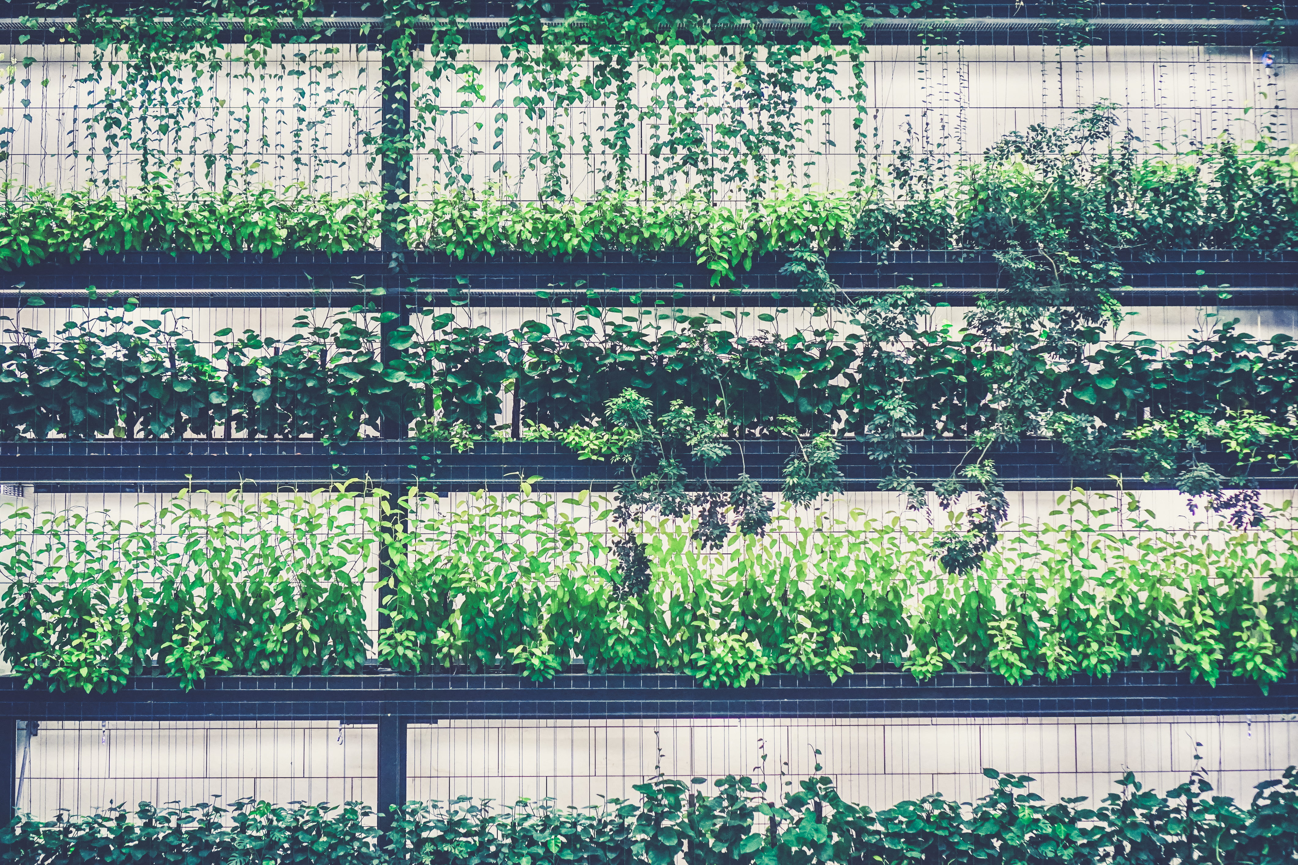 leafed, green color, leafe, gardening, outdoors, nursery, built structure, growth, no people, ivy, leaf, full frame, green, green house, day, vine, plant nursery, HD Wallpaper