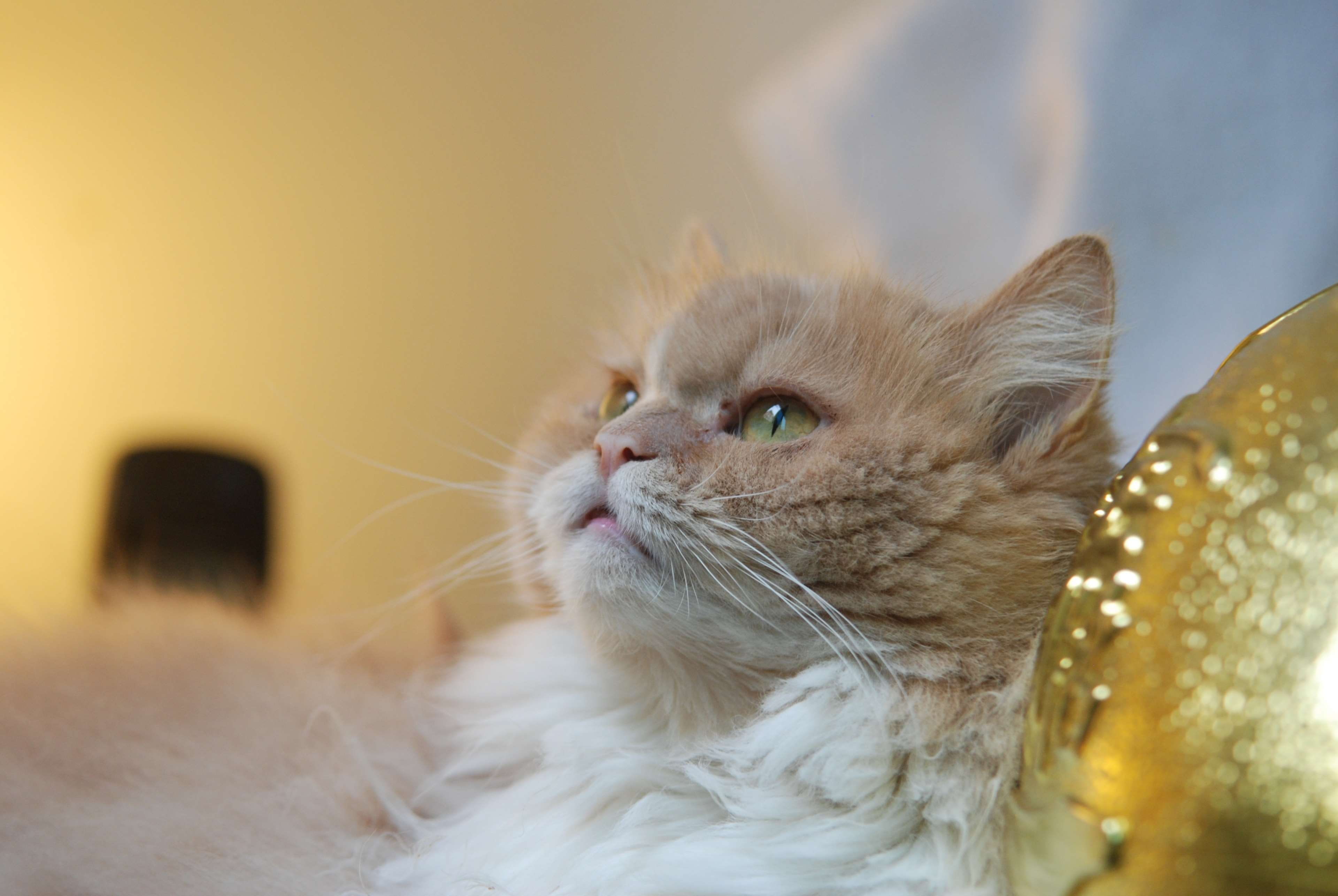 cat, domestic, looking away, gel reviews, mammal, domestic cat, looking, 4K, pets, focus on foreground, animal, one animal, animal body part, close-up, HD Wallpaper