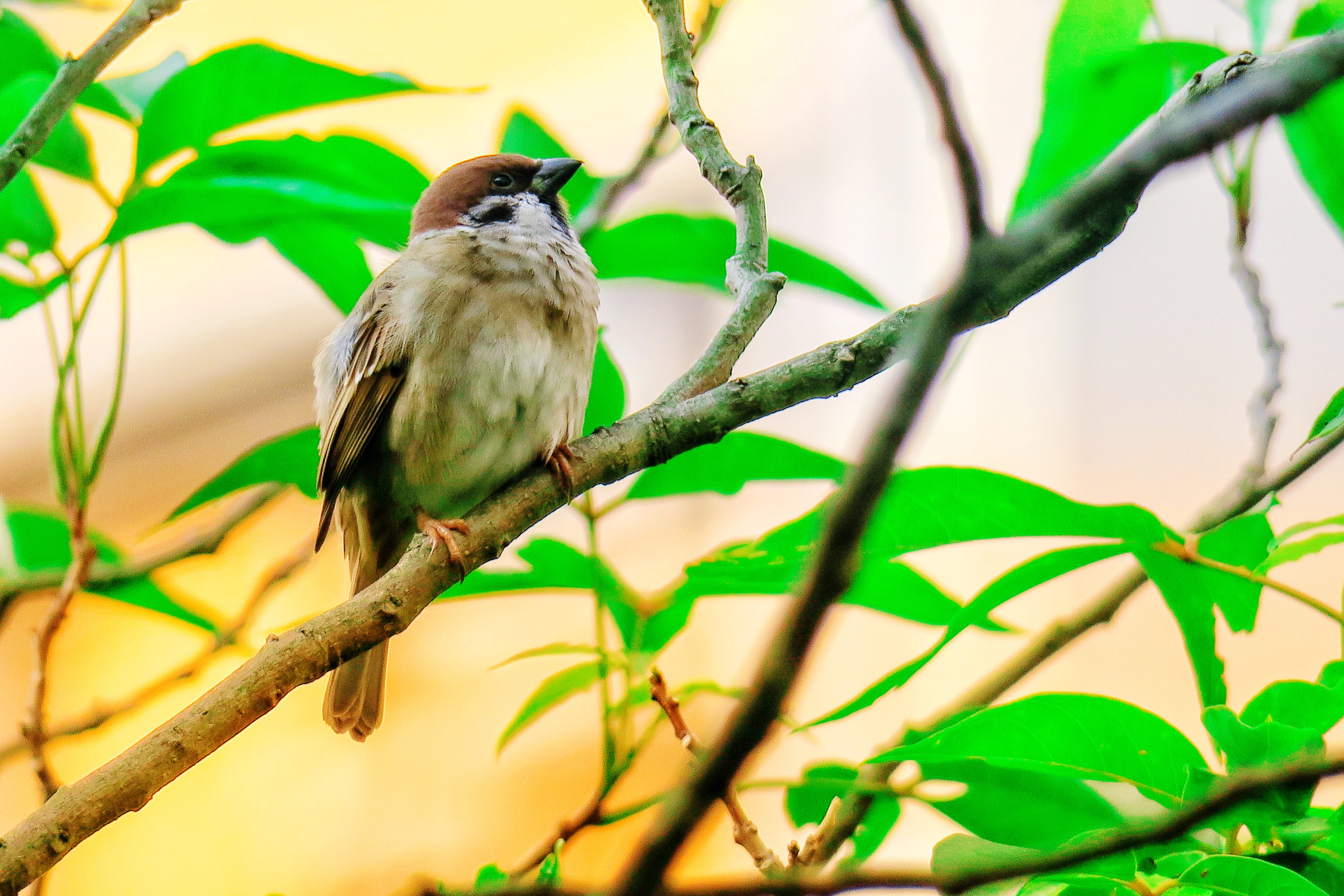 plant, animal wildlife, eye, stone, one animal, cuteness, beauty in nature, nature, 5K, fly, leaf, common birds, beak, green color, vertebrate, beautiful port, HD Wallpaper
