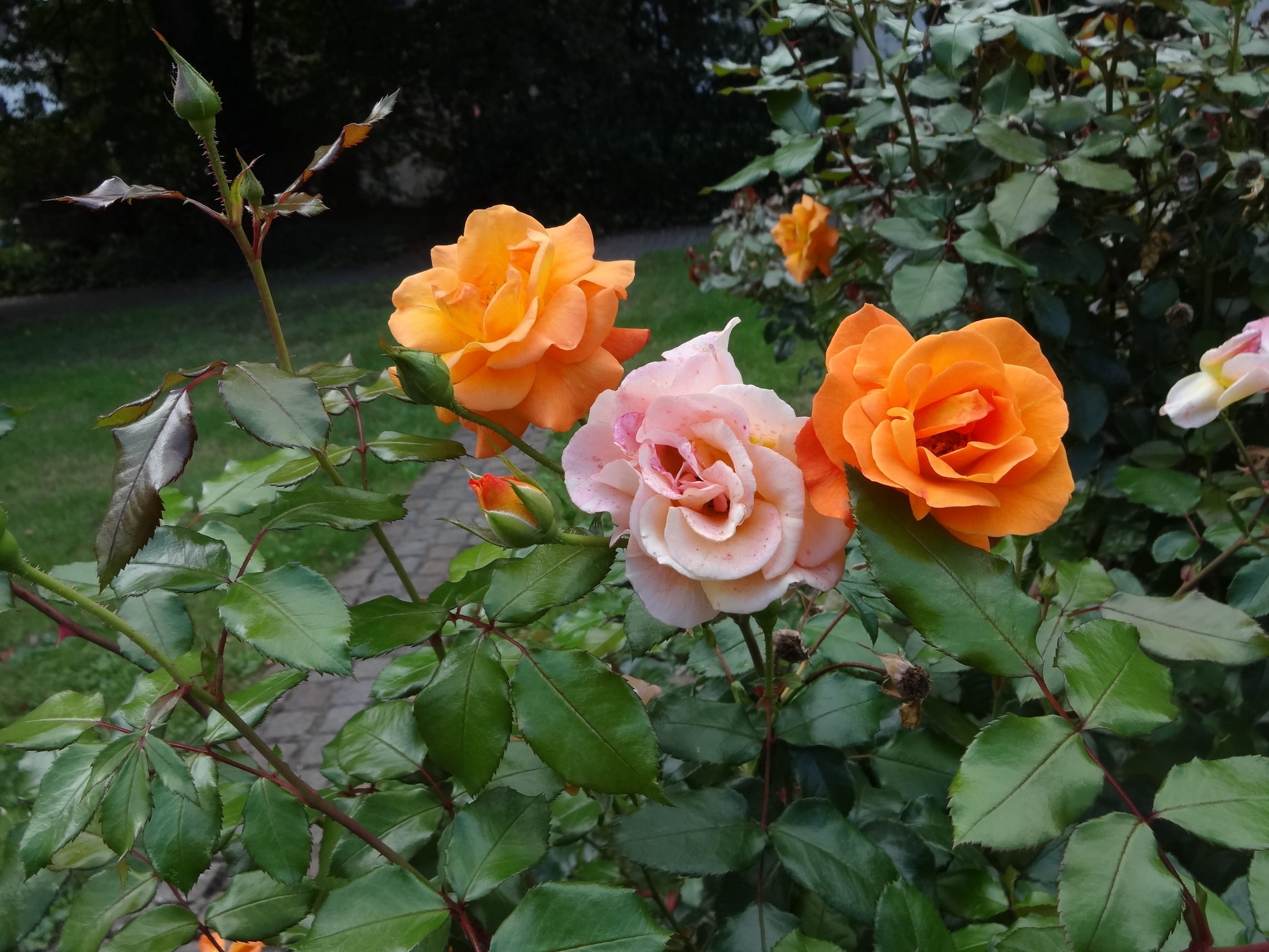 rose - flower, Pink, fragility, flowering plant, no people, plant part, Orange, park landau, nature, growth, inflorescence, leaf, flower head, day, rose, HD Wallpaper