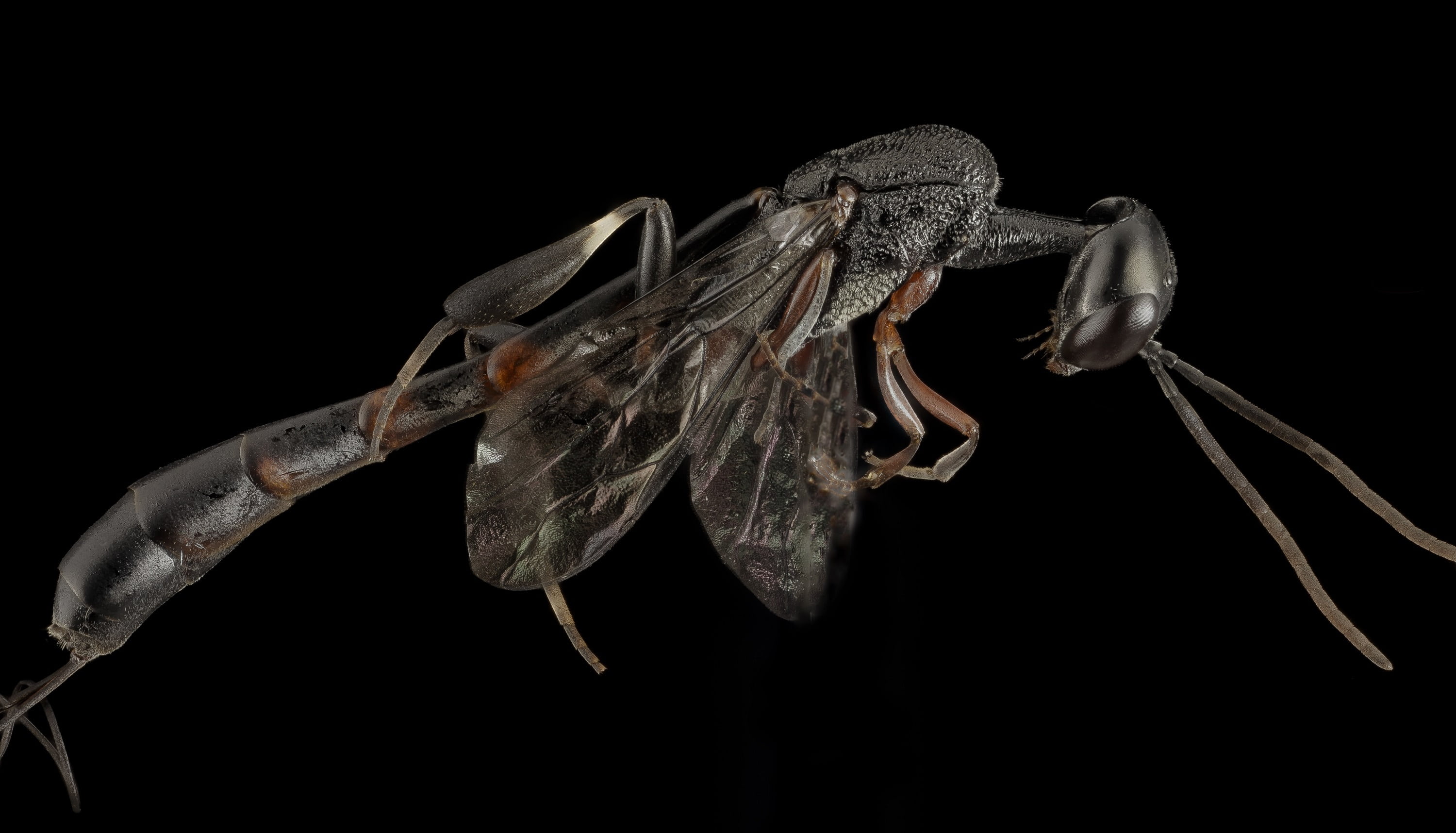 body part, macro, eyes, side view, black, antennae, arthropod, 2K, animal wing, delicate, nature, animal wildlife, invertebrate, limb, animal, indoors, HD Wallpaper