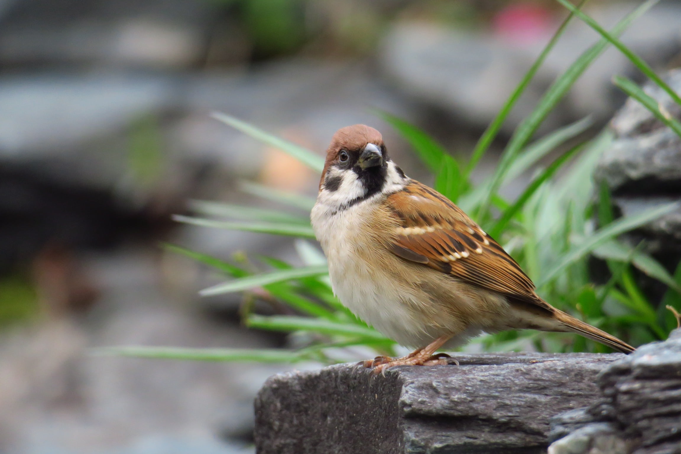 wings, outdoors, focus on foreground, one animal, beautiful port, no people, bird Watching, wood - material, bird, animals in the wild, brown, solid, wood, HD Wallpaper