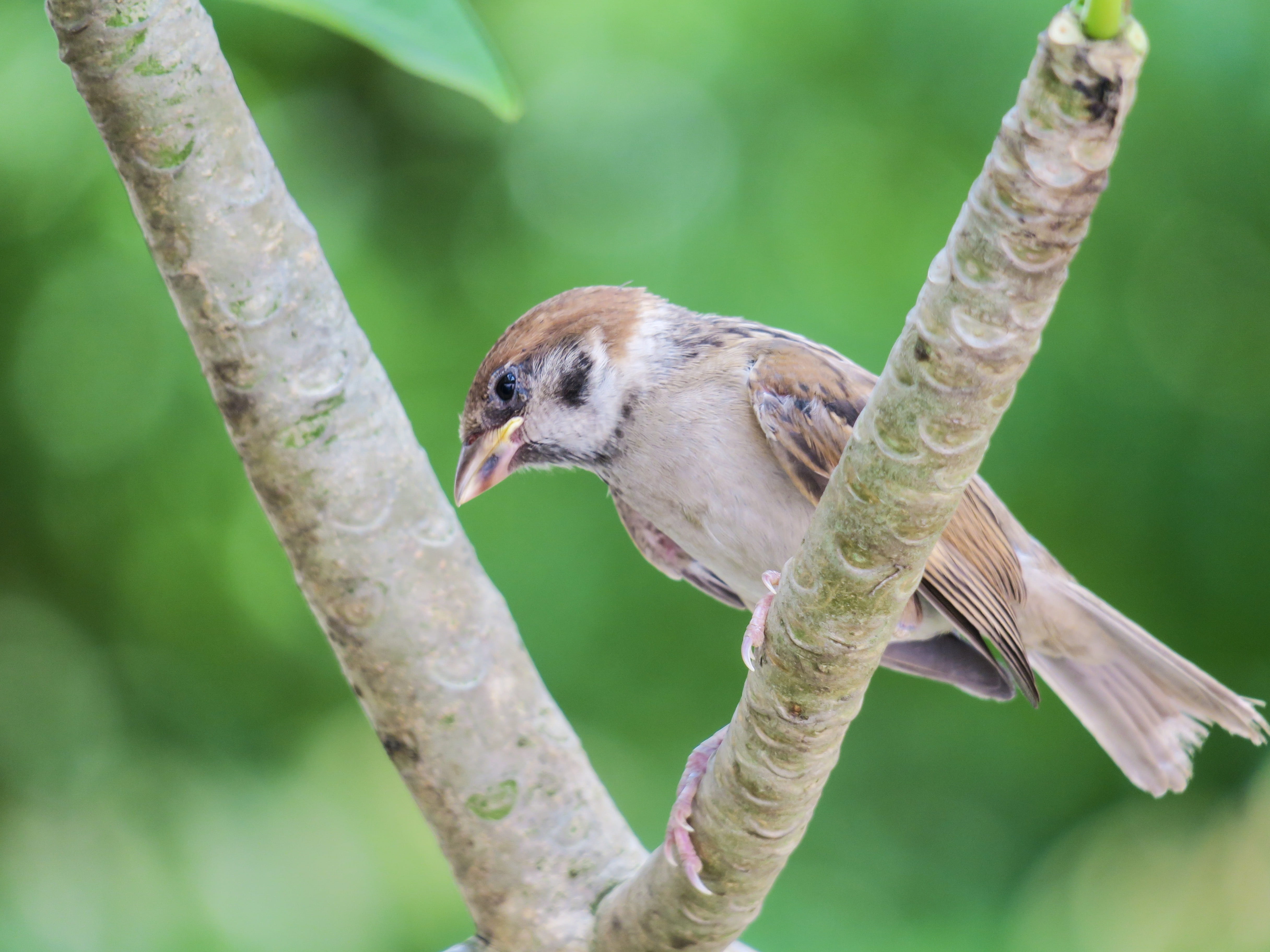 plant, selective focus, beauty in nature, focus on foreground, outdoors, eye, animal themes, bird, properties, feather, animal wildlife, palm, cool, perching, HD Wallpaper