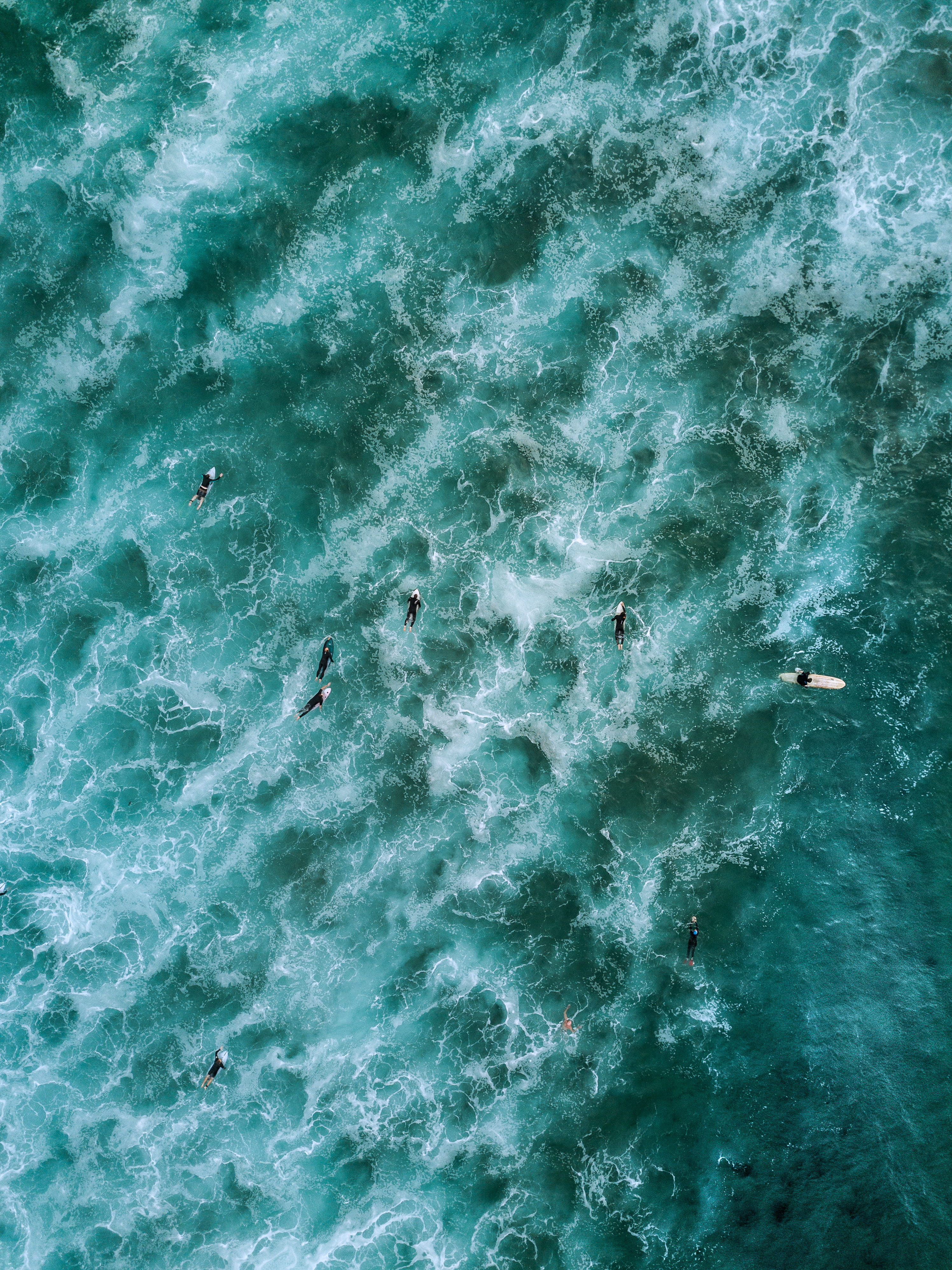 drone shot, swimming, group of animals, no people, turquoise colored, floating, animal, sea, surfboarding, surfers, animal themes, fish, outdoors, high angle view, Phone HD Wallpaper