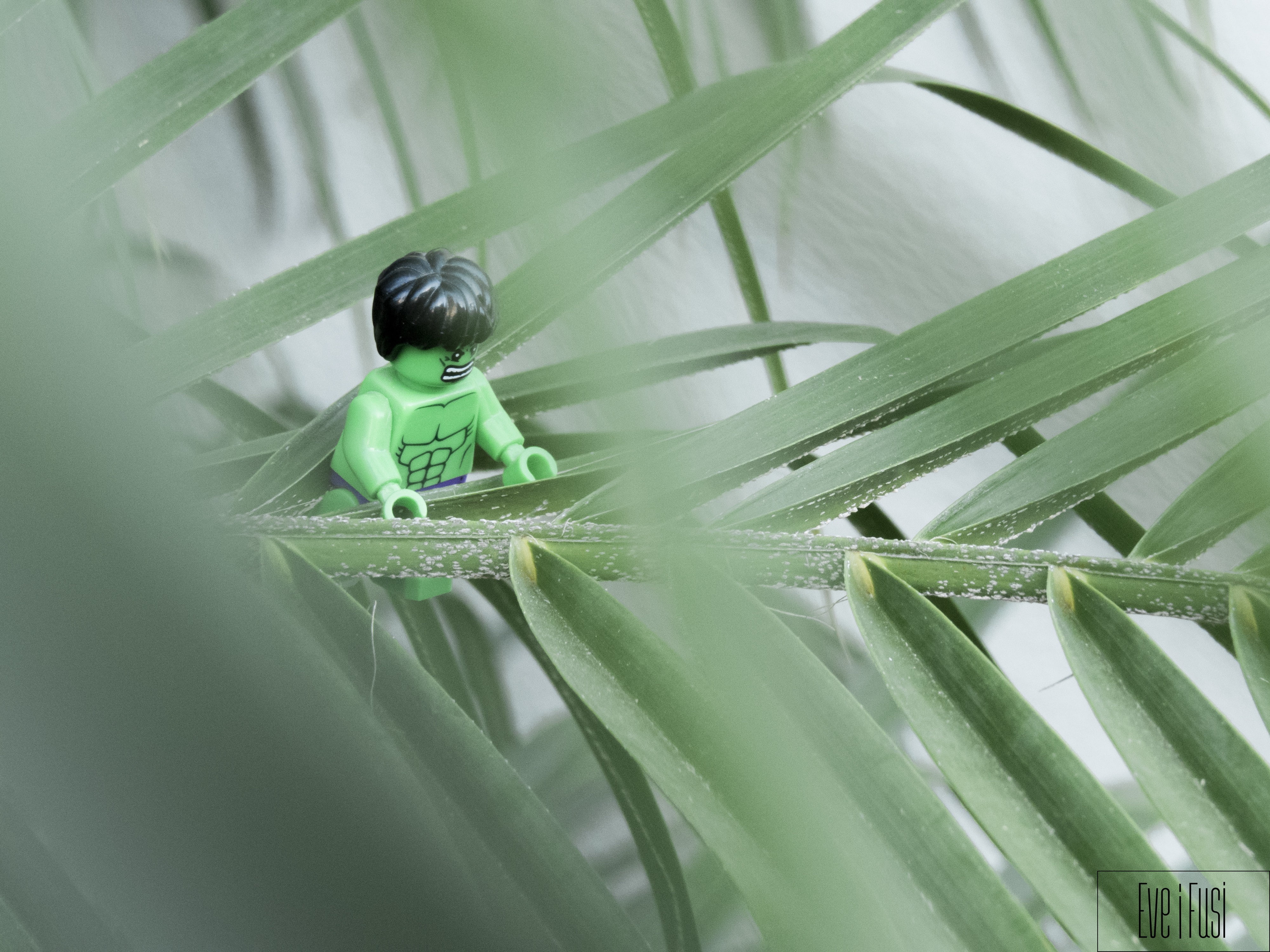 green color, selective focus, plant, Marvel Heroes, growth, one person, small, leaf, childhood, 4K, animal wildlife, Hulk, LEGO, plant part, The Avengers, HD Wallpaper