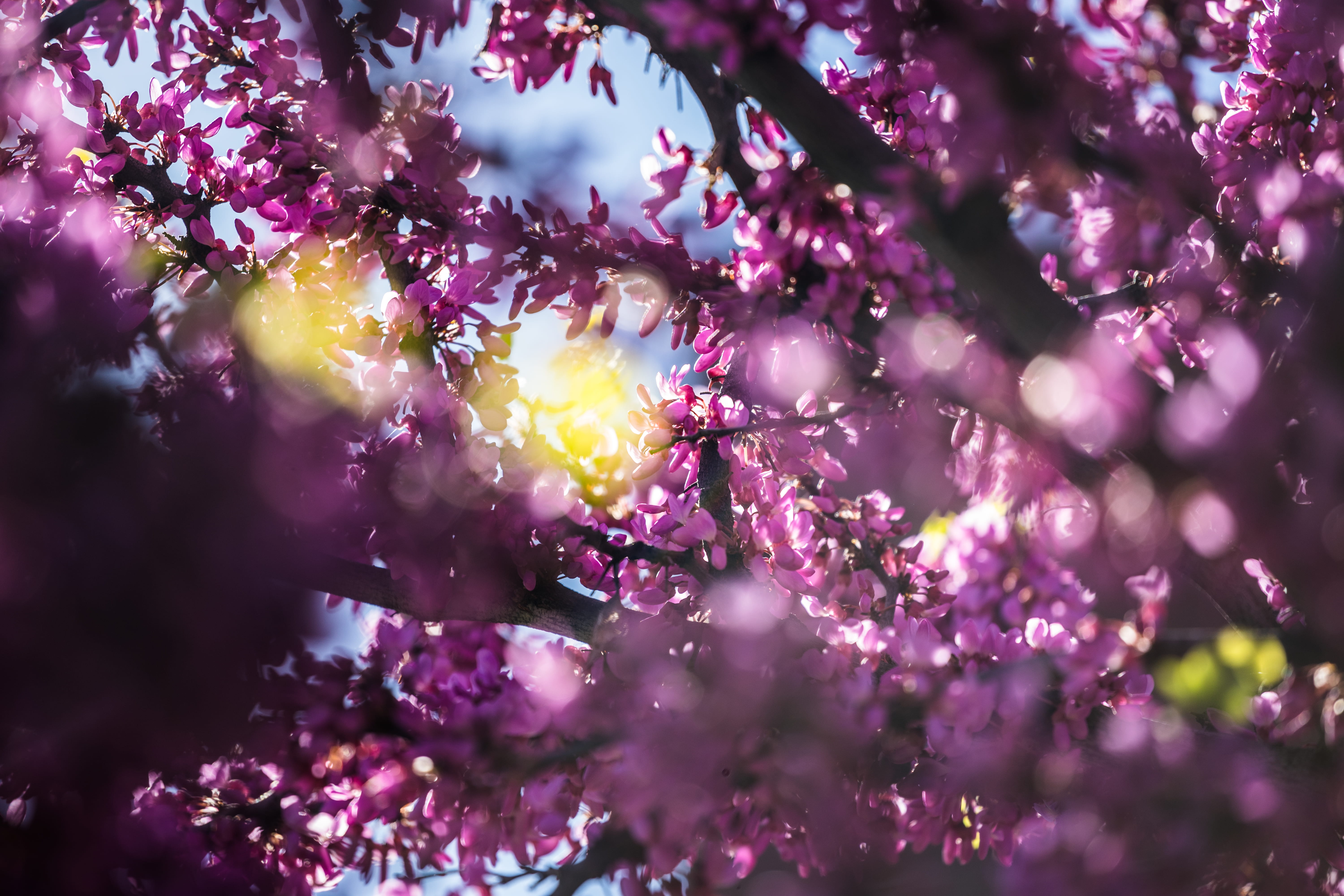 light, vine, bokeh, pink color, photography, daytime, flowers, spring, bloom, wisteria, 5K, fragility, beauty in nature, plant, growth, purple, detail, HD Wallpaper