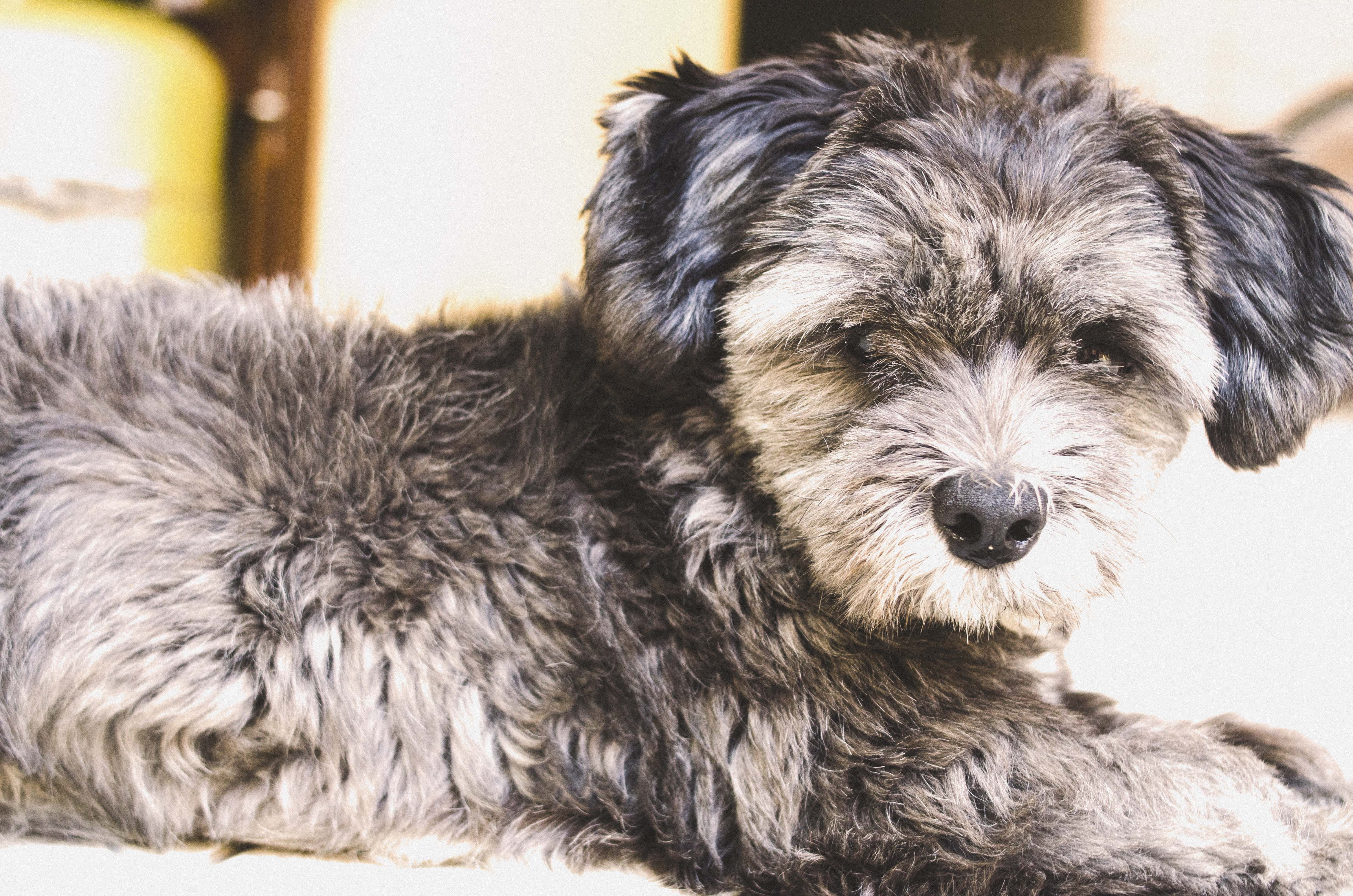 poodle, outdoors, puppy, animal hair, canine, hair, terrier, shih tzu, dog, affenpinscher, relaxation, small, close-up, pets, nature, plant, snow, grass, HD Wallpaper