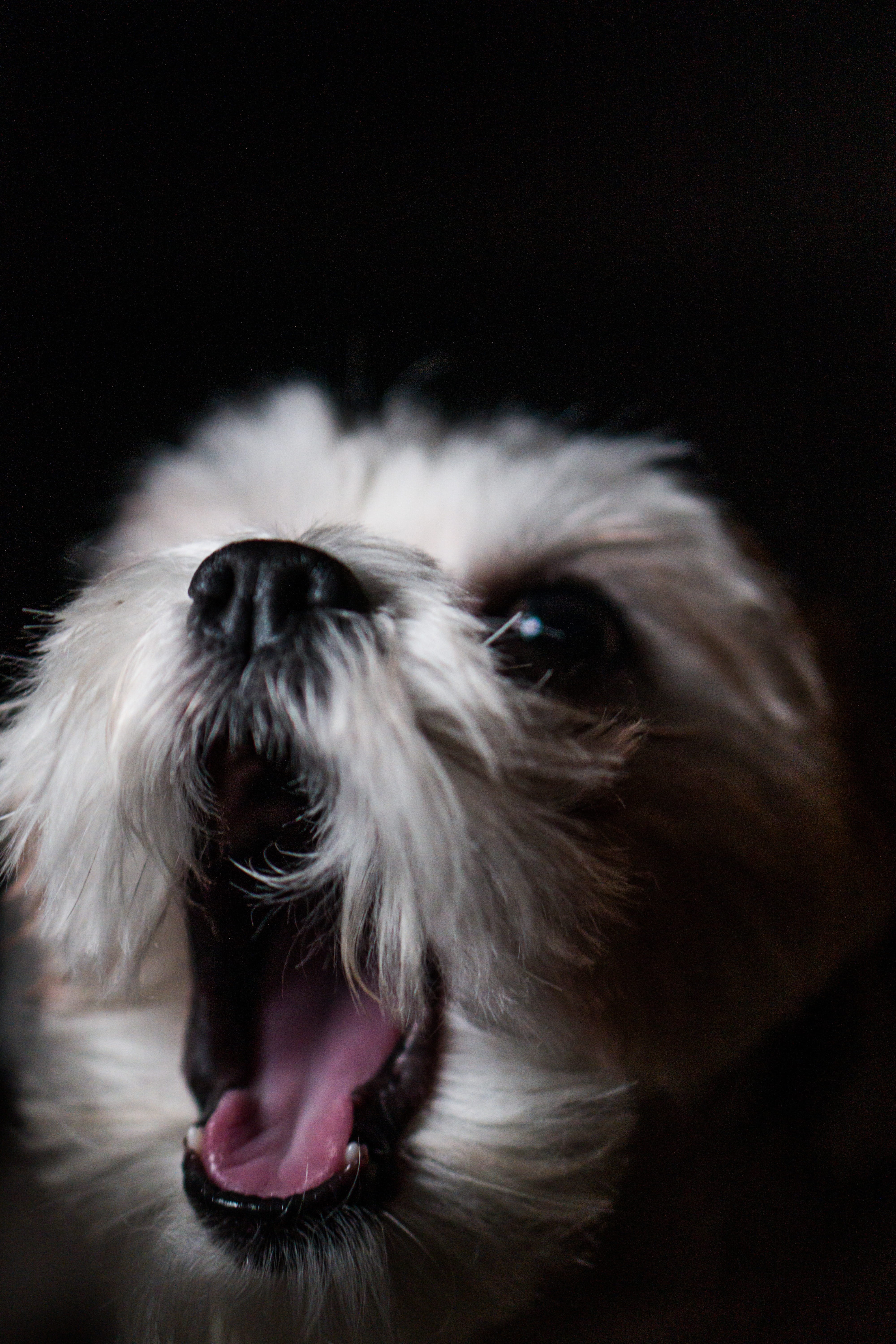 mouth, vertebrate, animal body part, affenpinscher, poodle, animal mouth, animals, animal, dog yawn, animal nose, terrier, pet, lip, tongue, animal hair, Phone HD Wallpaper