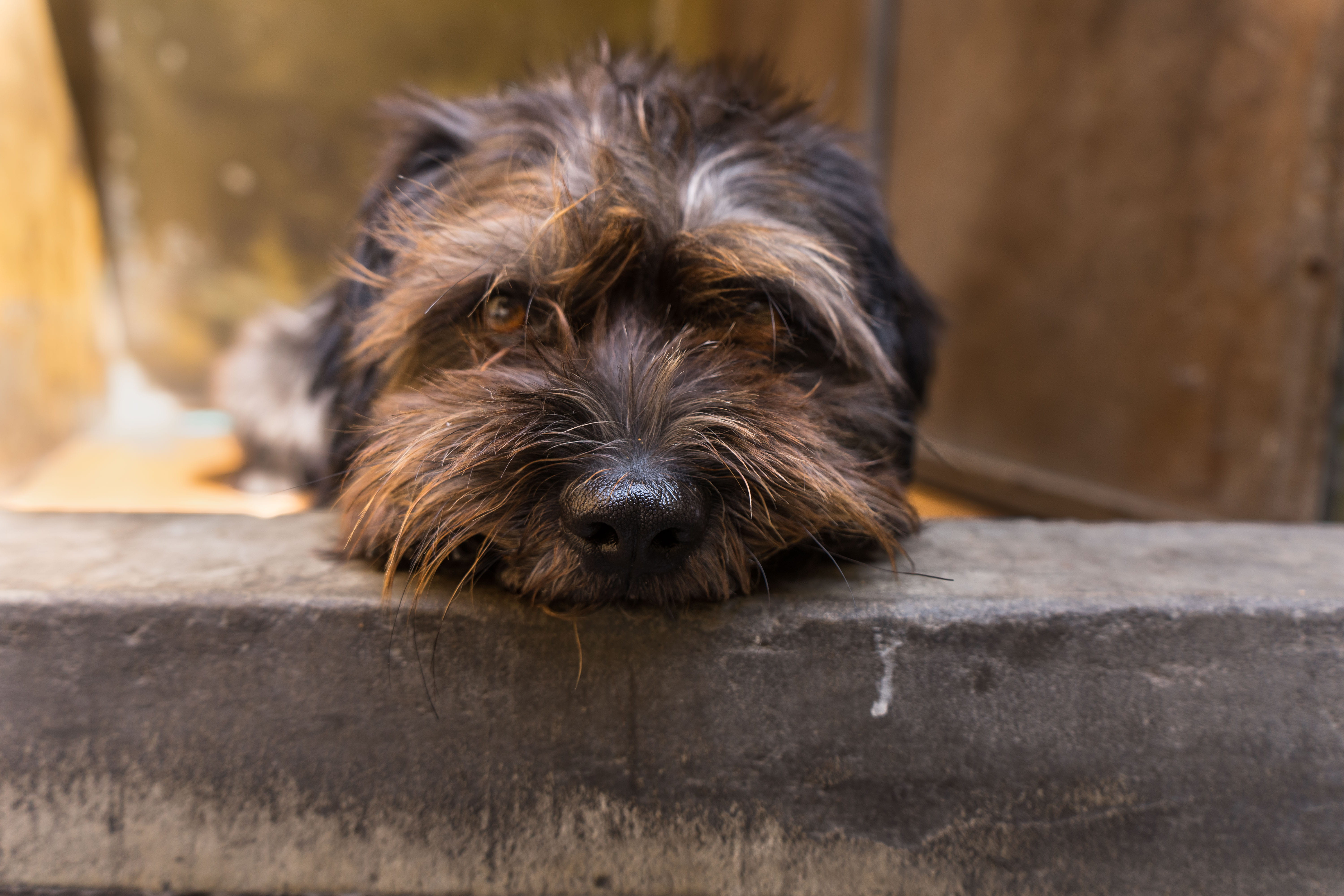 animal, pets, puppy, relaxation, hair, vertebrate, wood, canine, animal themes, animal hair, animal body part, domestic animals, moments, strap, dog, domestic, HD Wallpaper