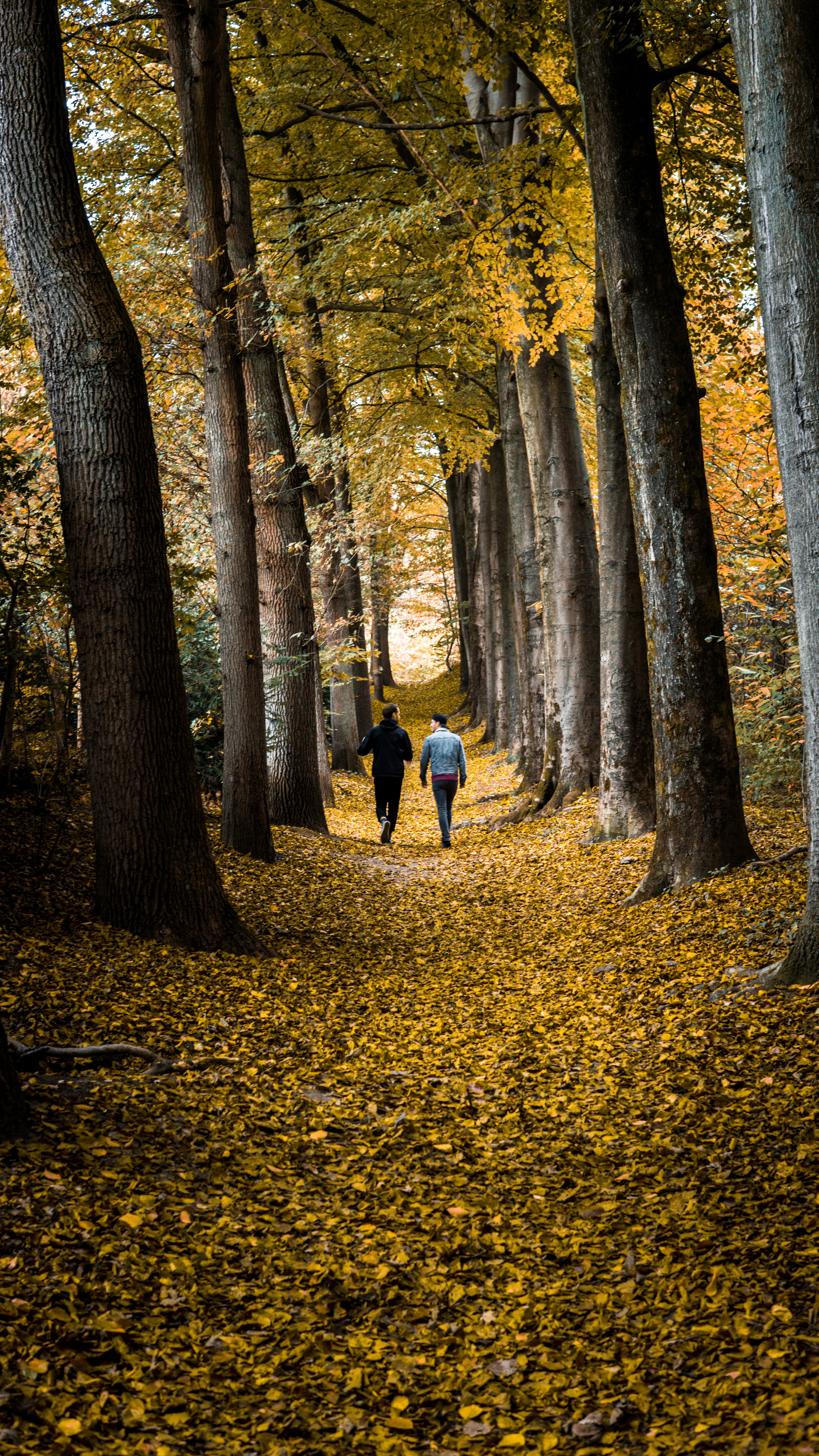 walking, land, person, track, 5K, tree, outdoors, lifestyles, leaf, nature, day, full length, change, two people, men, forest, plant, woods, trunk, middle, Phone HD Wallpaper