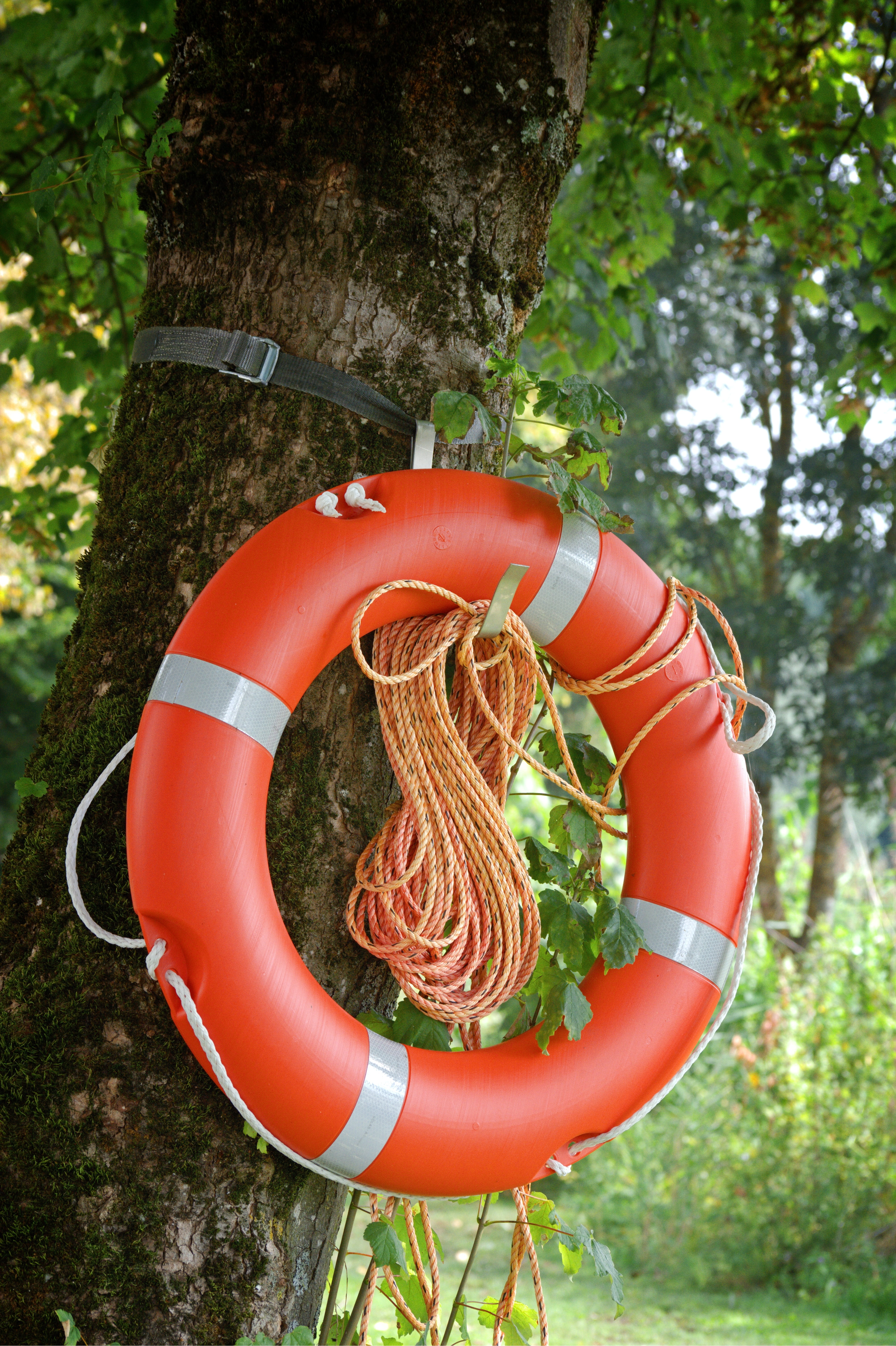 nature, help, security, growth, safety, geometric shape, land, pool, water rescue, lifebelt, float, 5K, swimming ring, rescue, buoy, trunk, equipment, Phone HD Wallpaper