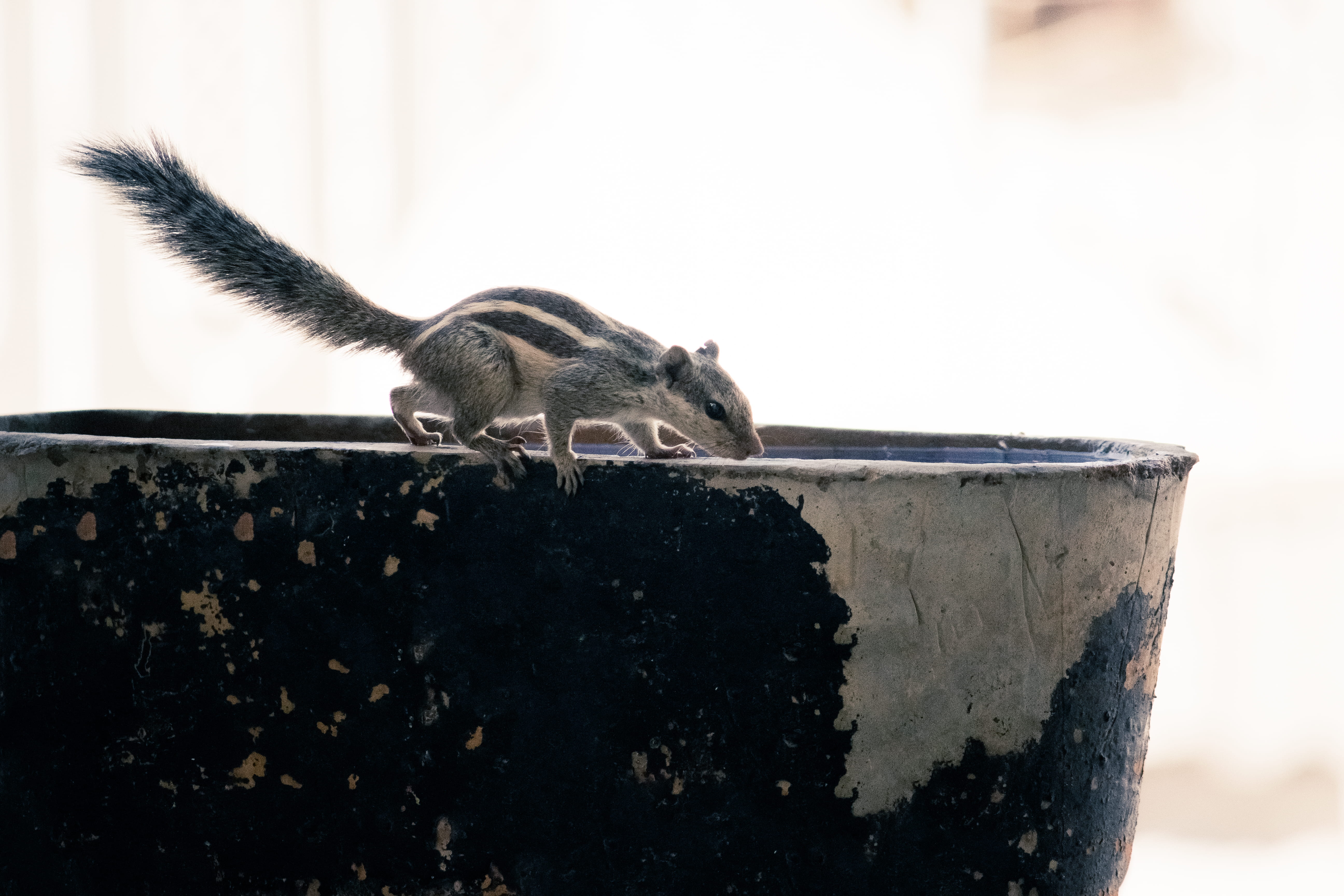 tail, gray, one animal, animal, no people, mammal, pot, tree, close-up, bird, relaxation, bucket, rat, squirrel, walking, nature, food, backyard, rodent, HD Wallpaper