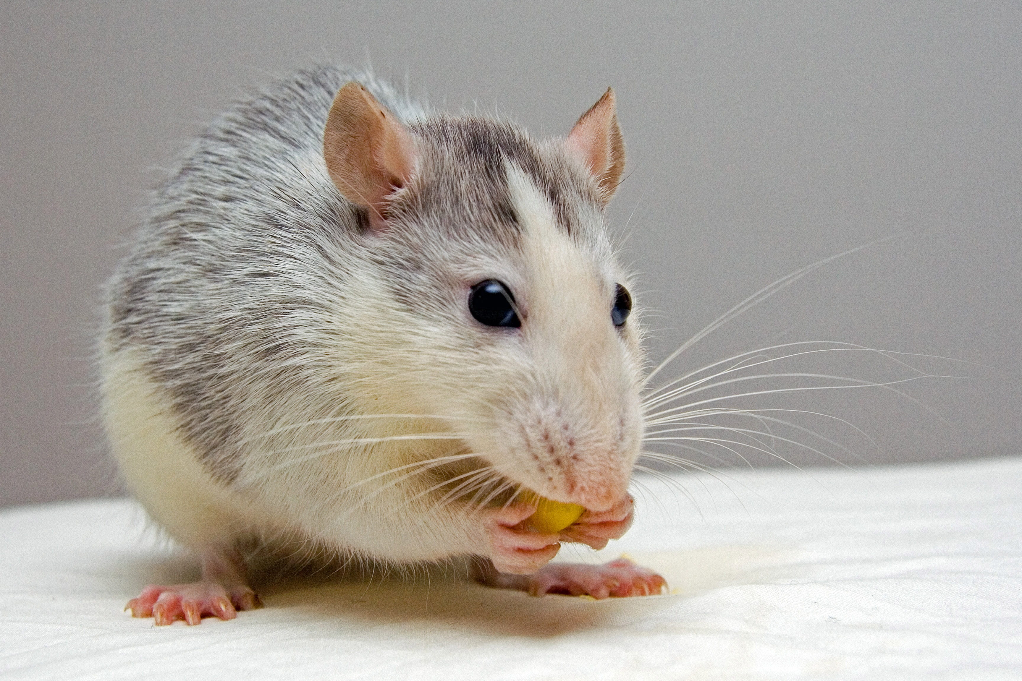 cute, domestic Animals, Rat, close-up, fur, no people, vertebrate, whisker, one Animal, small, looking, animal wildlife, 2K, fluffy, rodent, animal themes, HD Wallpaper
