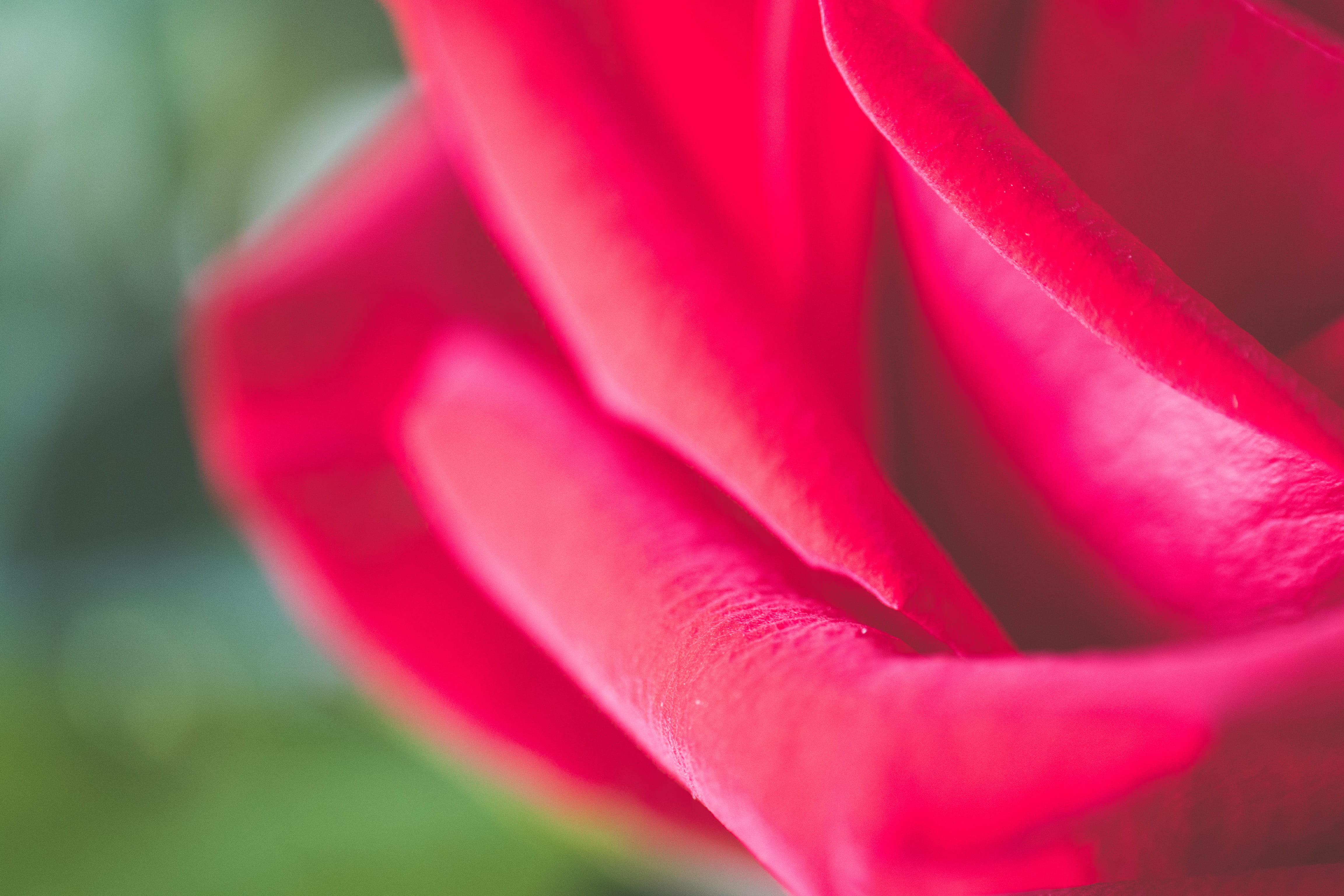 nature, inflorescence, plant, nail, blossom, flowering plant, gladiolus, velvet, gardening, flower, flower head, springtime, fragility, beauty in nature, HD Wallpaper