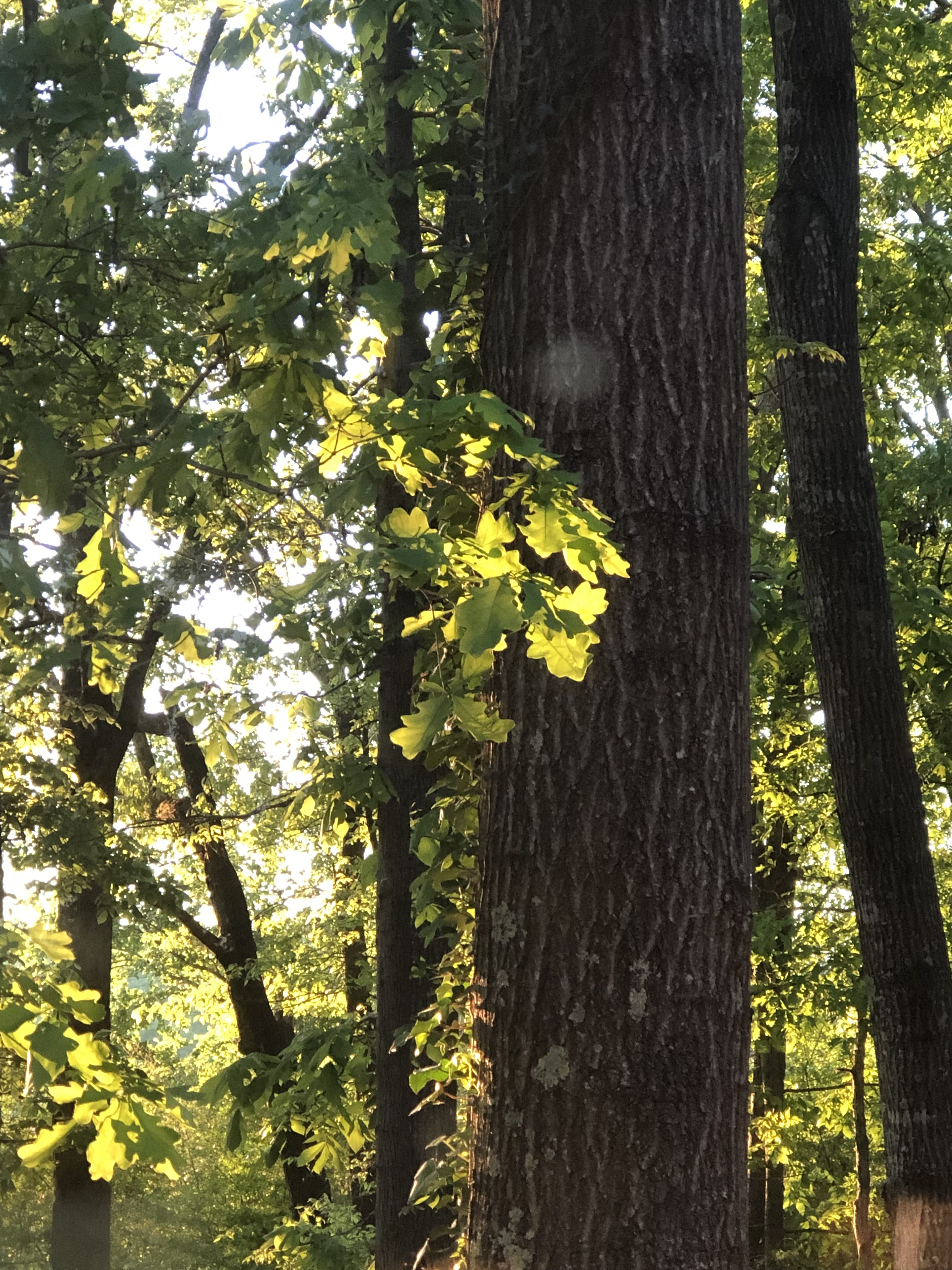 ground, trunk, tree trunk, growth, deer, tree, woodland, stretch, land, maple, nature, 4K, tranquility, light, leaf, forest, day, outdoors, plant, mammal, Phone HD Wallpaper