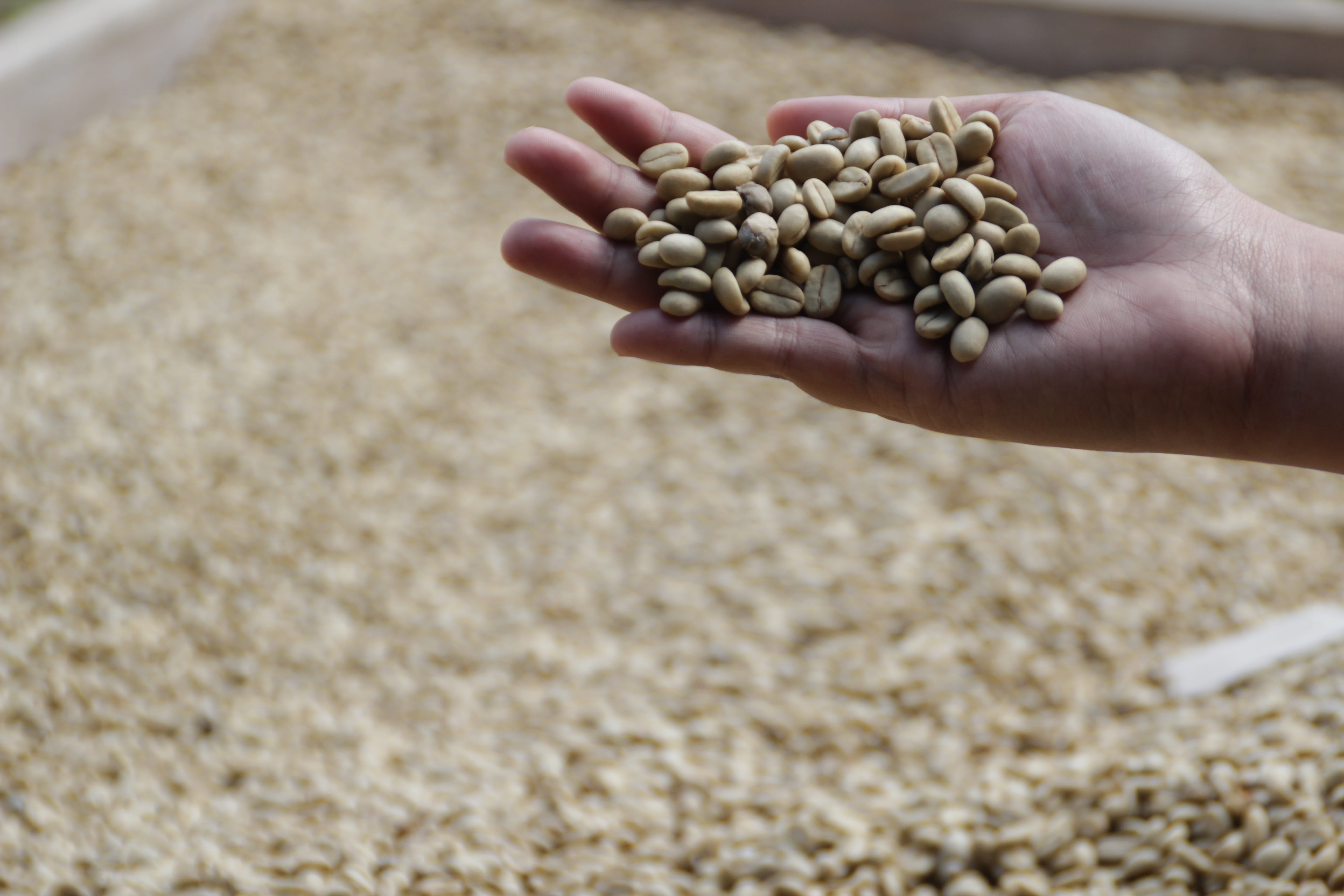handful, large group of objects, holding, close-up, bean, abundance, coffee, crop, food and drink, arabica, 5K, hand, human body part, indonesian, food, HD Wallpaper