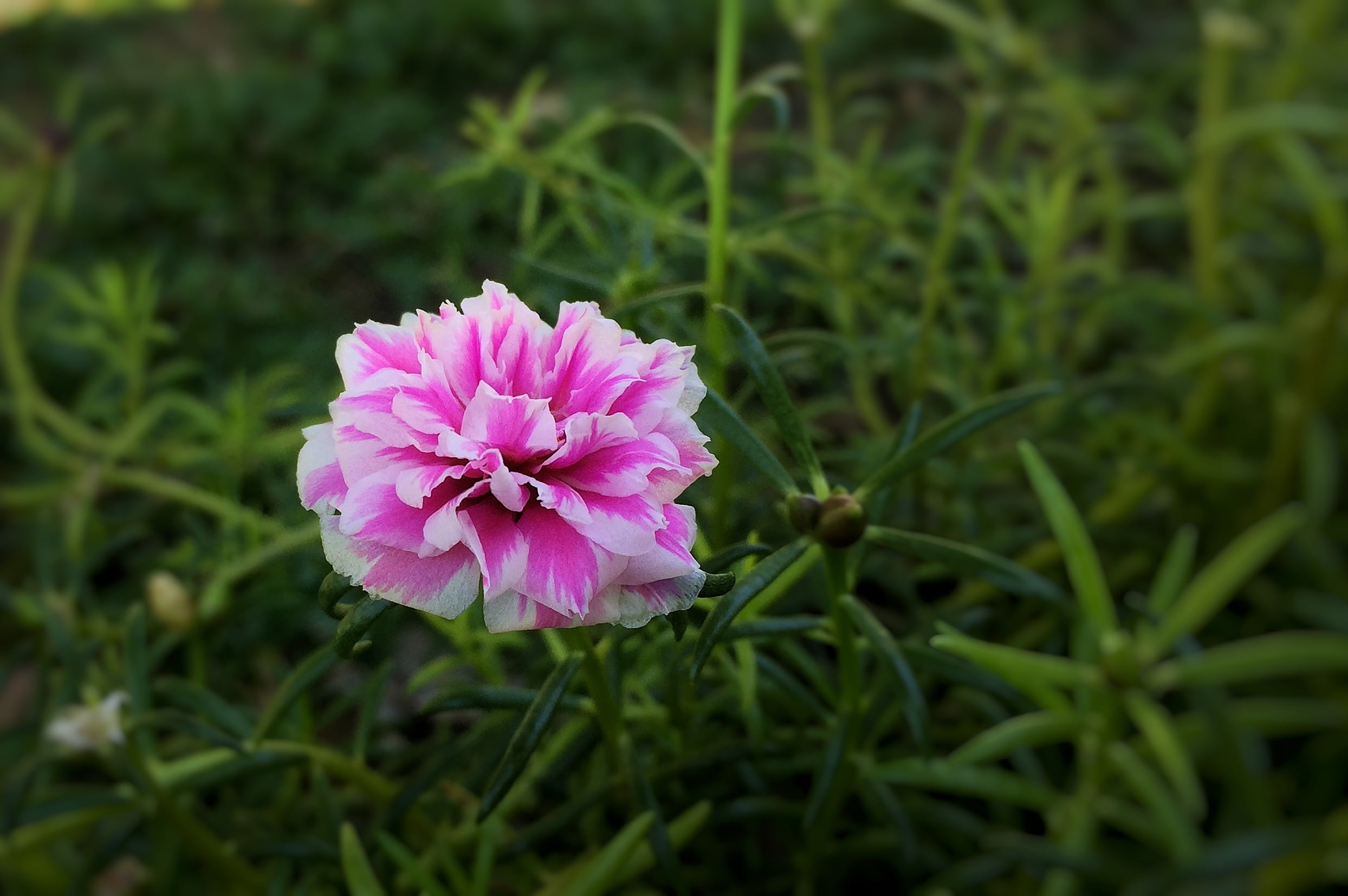 interest at nine oclock, day, flower Head, portulaca grandiflora, indonesian, 1080P, outdoors, flowering plant, green color, summer, botany, fragility, HD Wallpaper