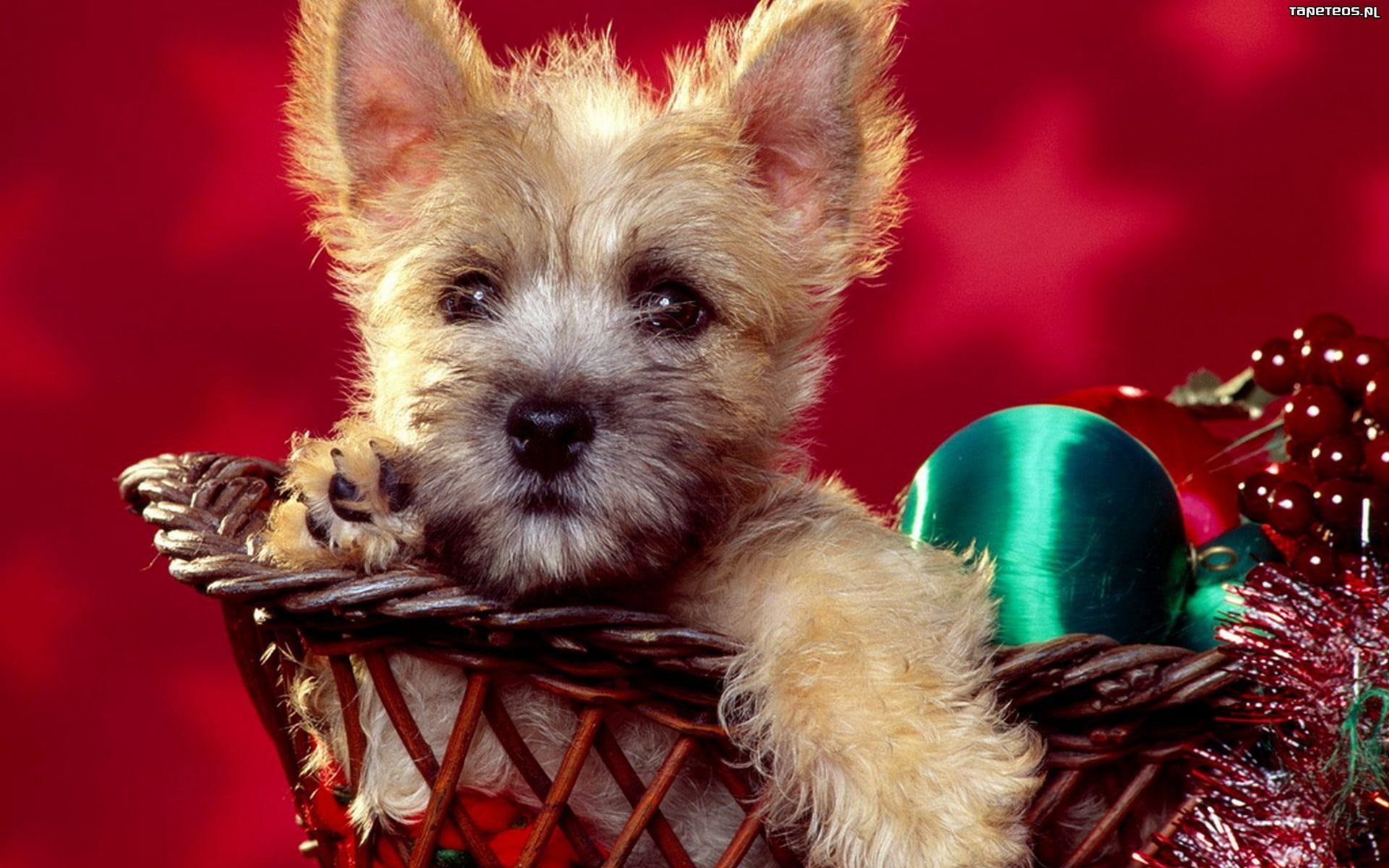 cannie, christmas, animals, 1080P, basket, puppy, ornament, HD Wallpaper
