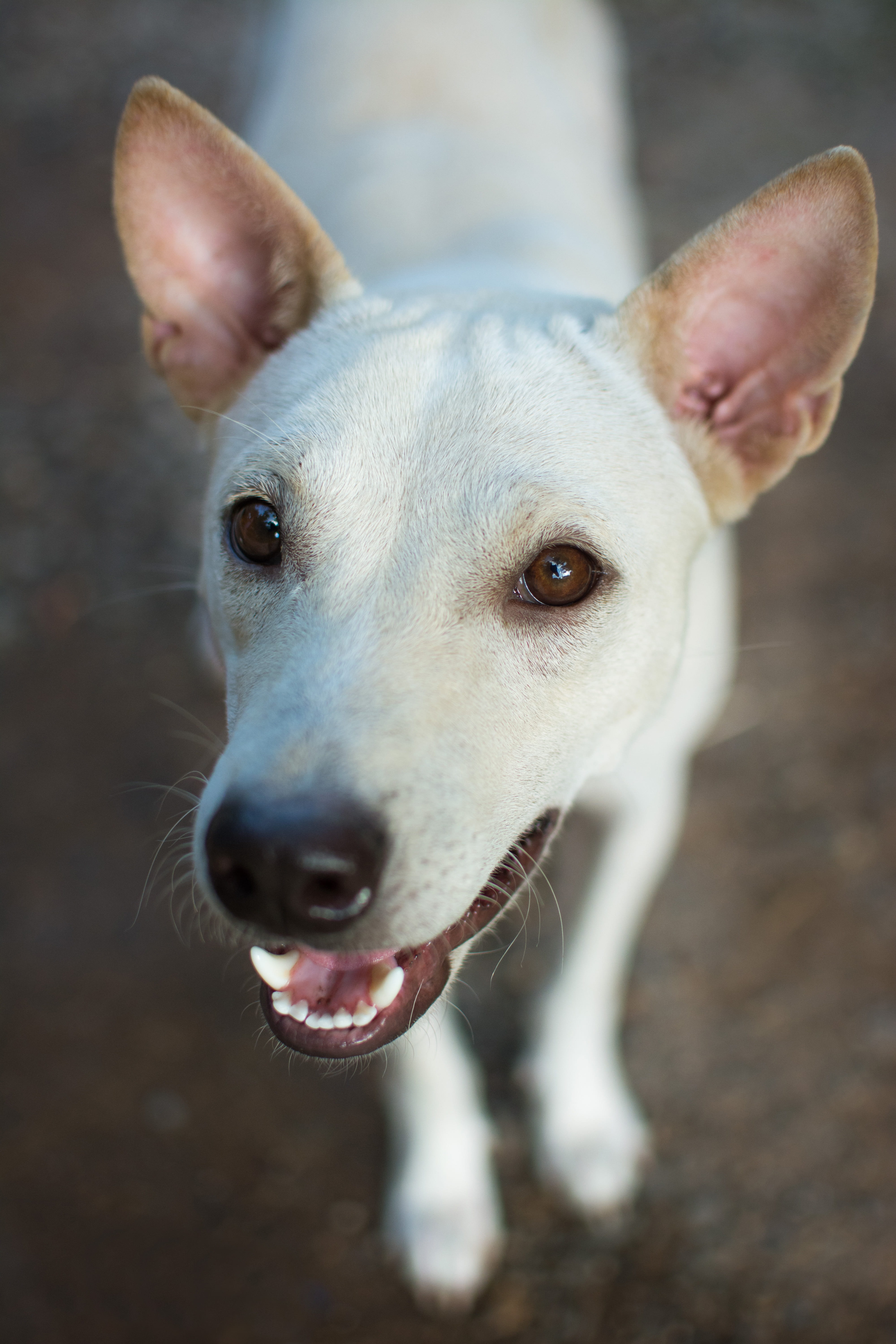 cute, animal eye, smiling dog, friendship, one animal, vertebrate, mouth open, happy, animal, domestic, pets, happiness, dog, arent canny, no people, happy dog, Phone HD Wallpaper