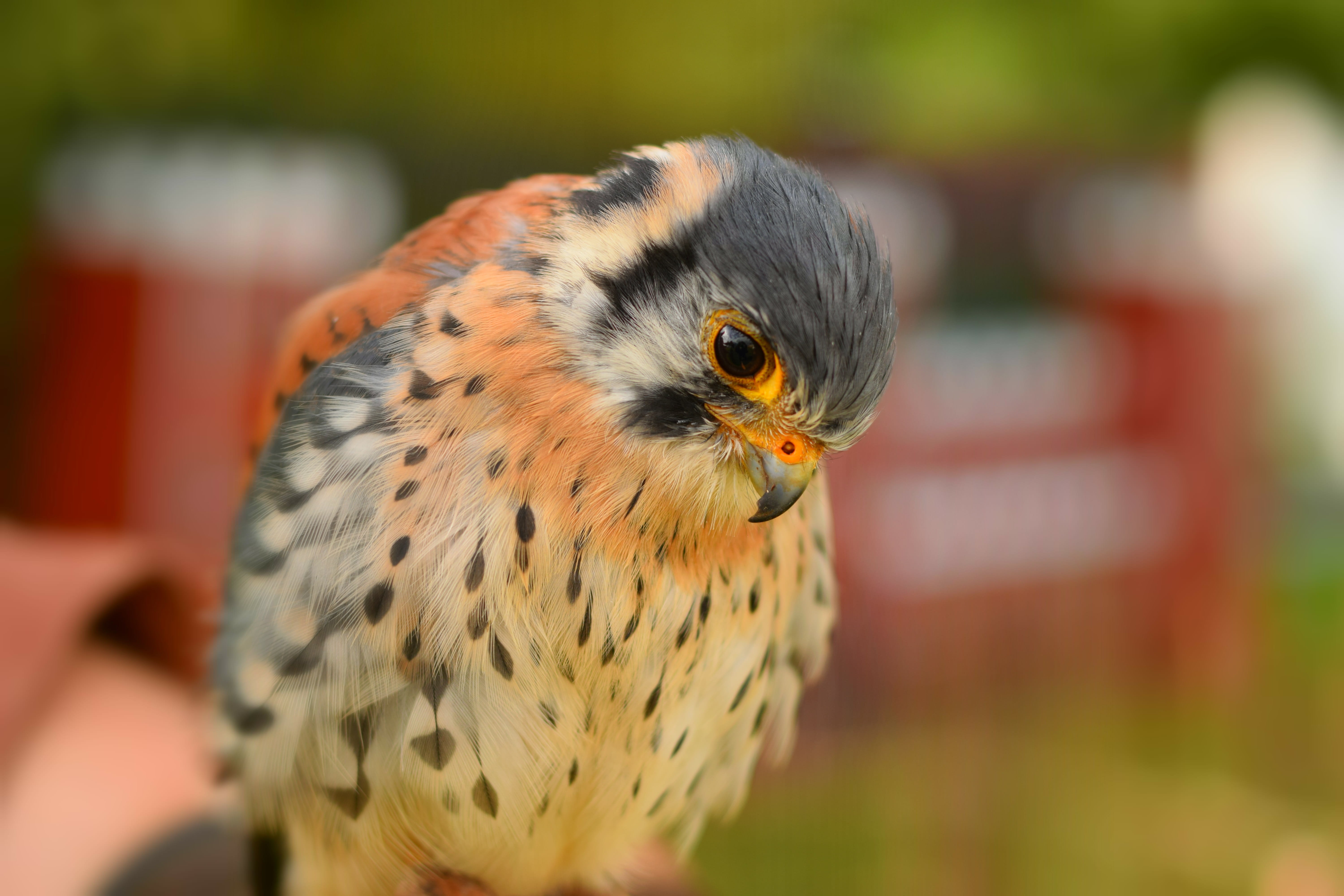 animal wildlife, close-up, one animal, head, outdoors, animal, human hand, bird, day, wild, plumage, small, focus on foreground, human body part, hand, HD Wallpaper